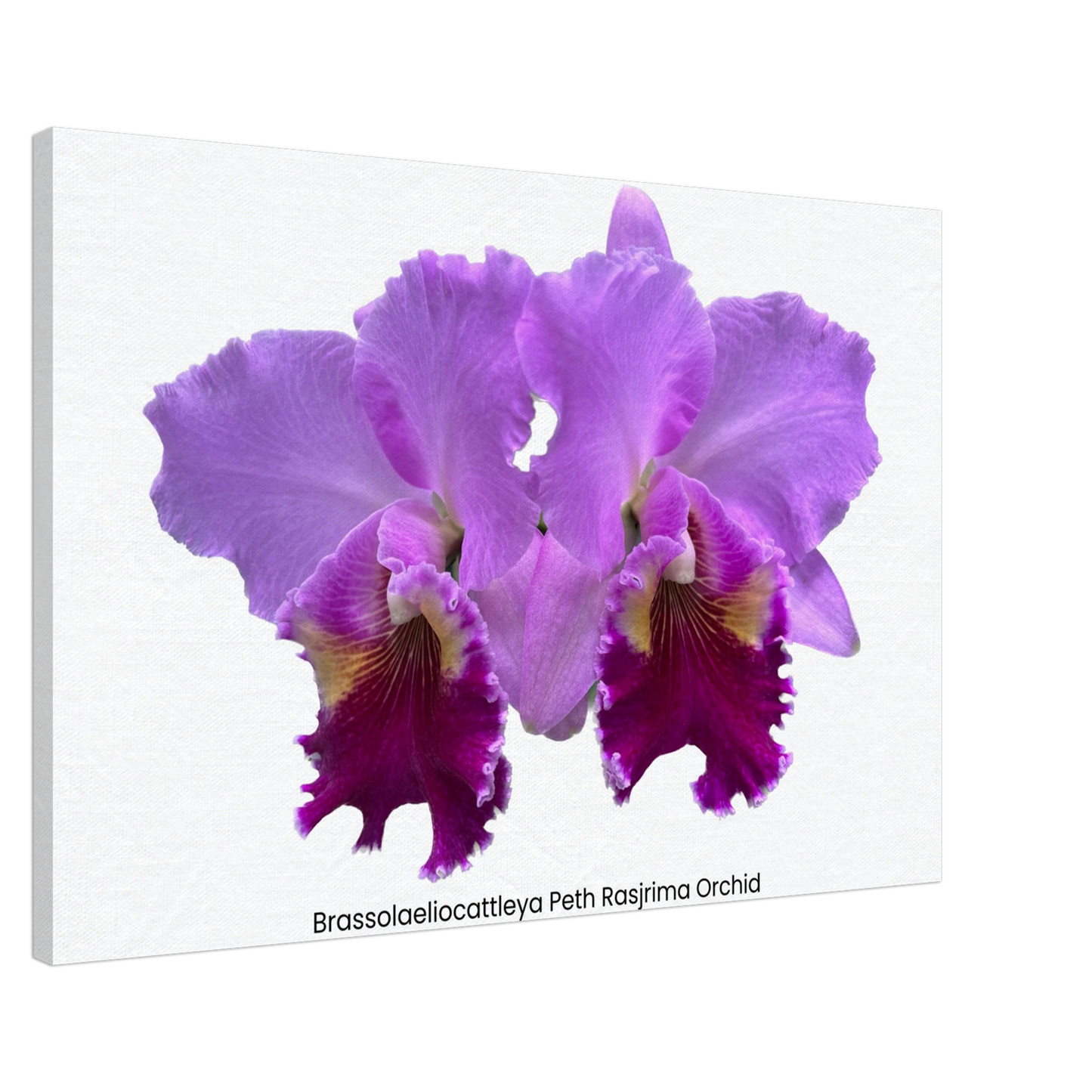 Brassolaeliocattleya Peth Rasjrima Orchid Canvas Print