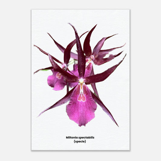 Miltonia spectabilis (species) Orchid Canvas Print