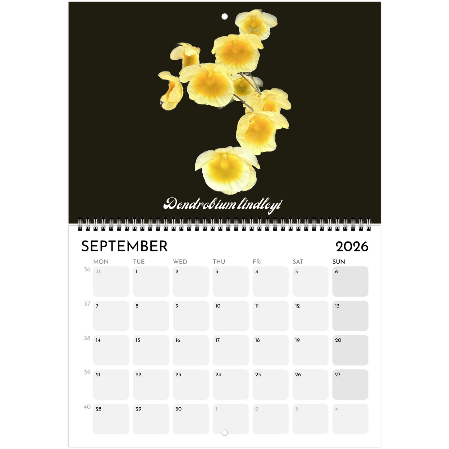 Species Orchids  2026 Calendar