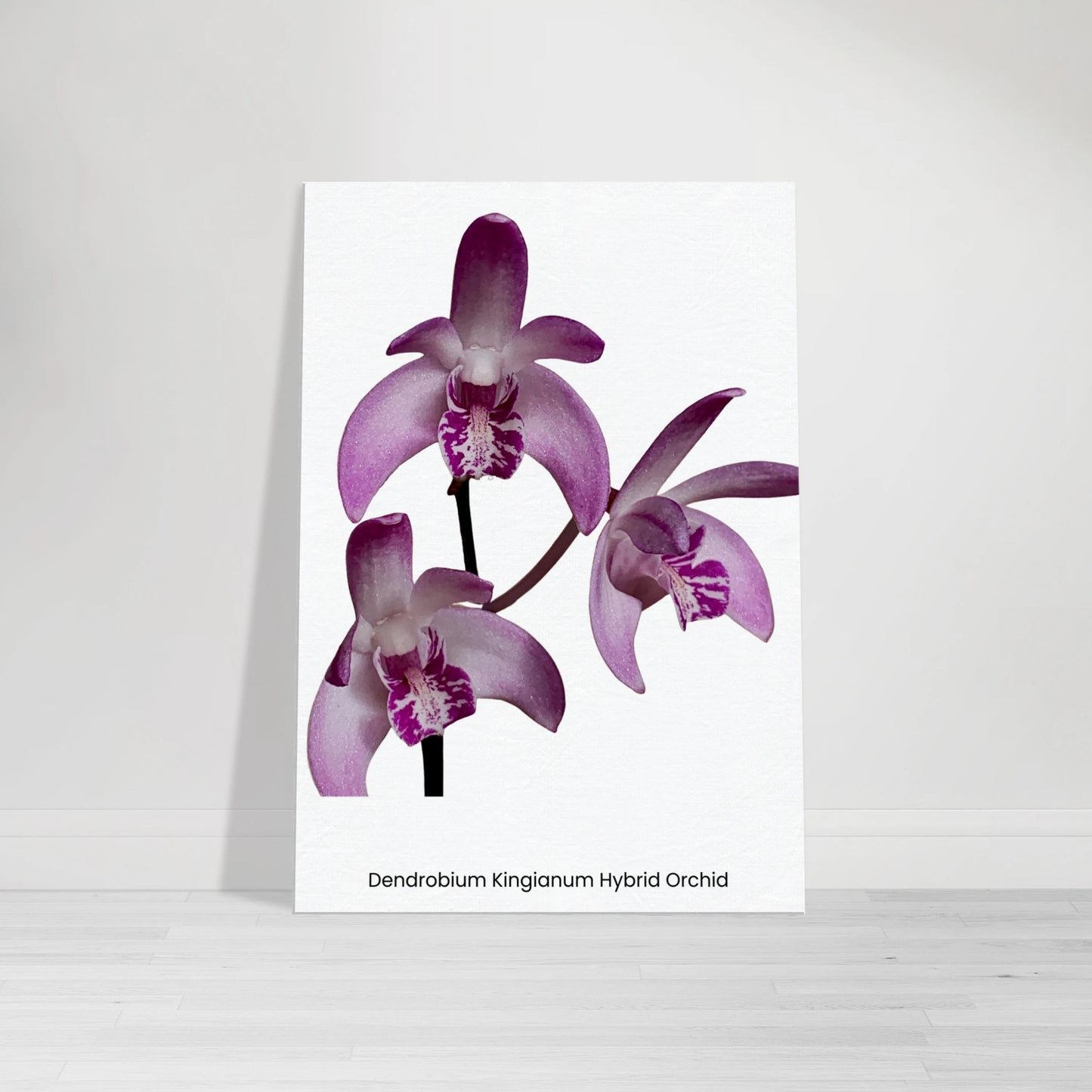 Dendrobium Kingianum Hybrid Orchid Canvas Print