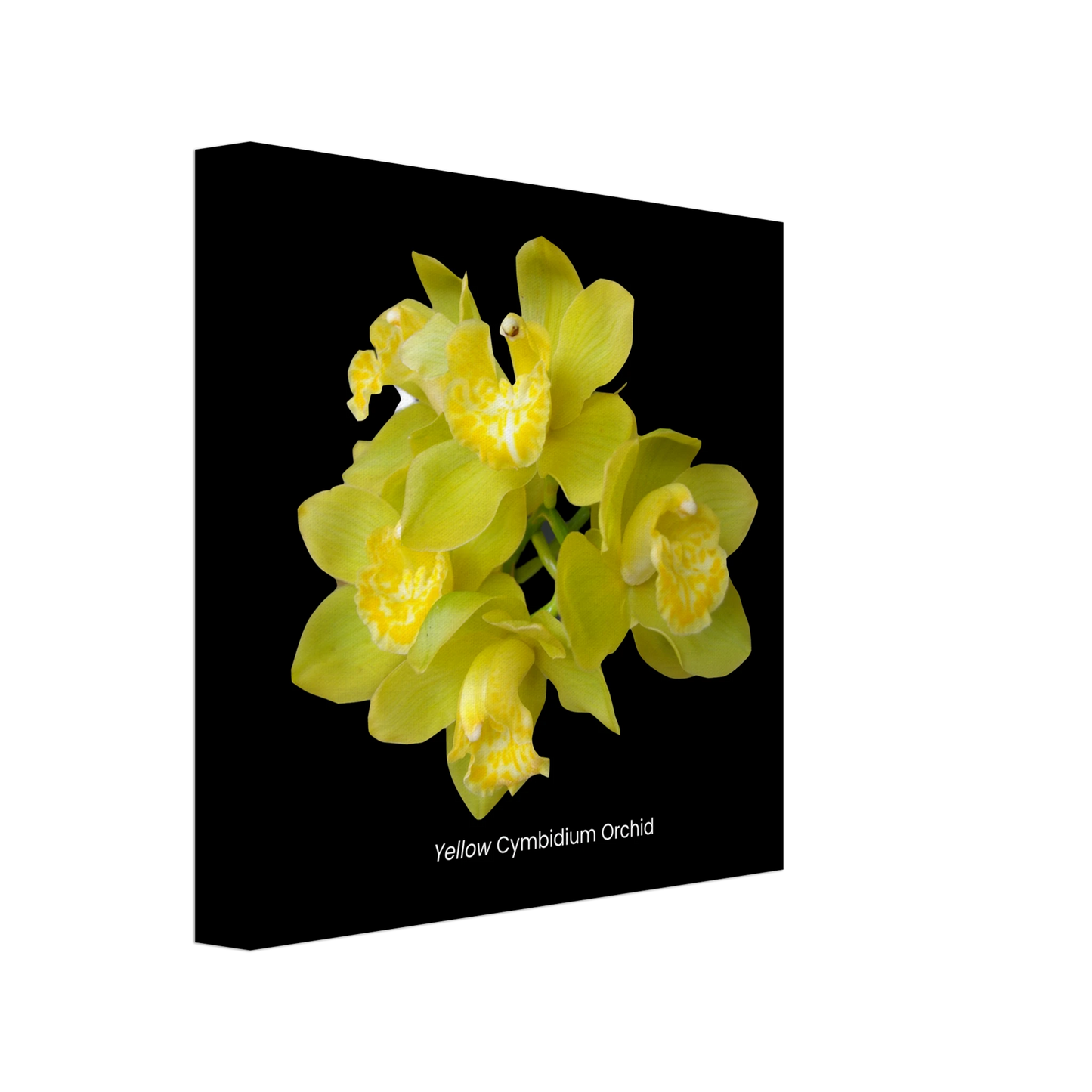 Yellow Cymbidium Orchid Canvas Print