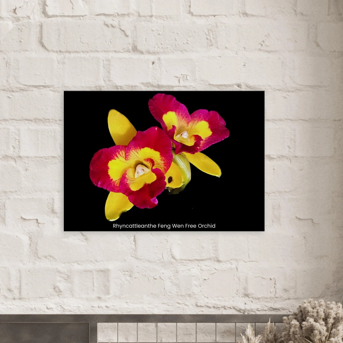 Rhyncattleanthe Feng Weng Free Orchid Canvas Print