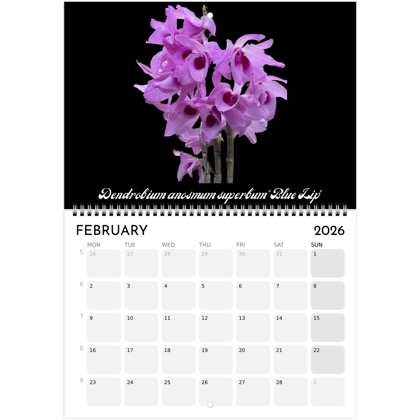 Species Orchids  2026 Calendar