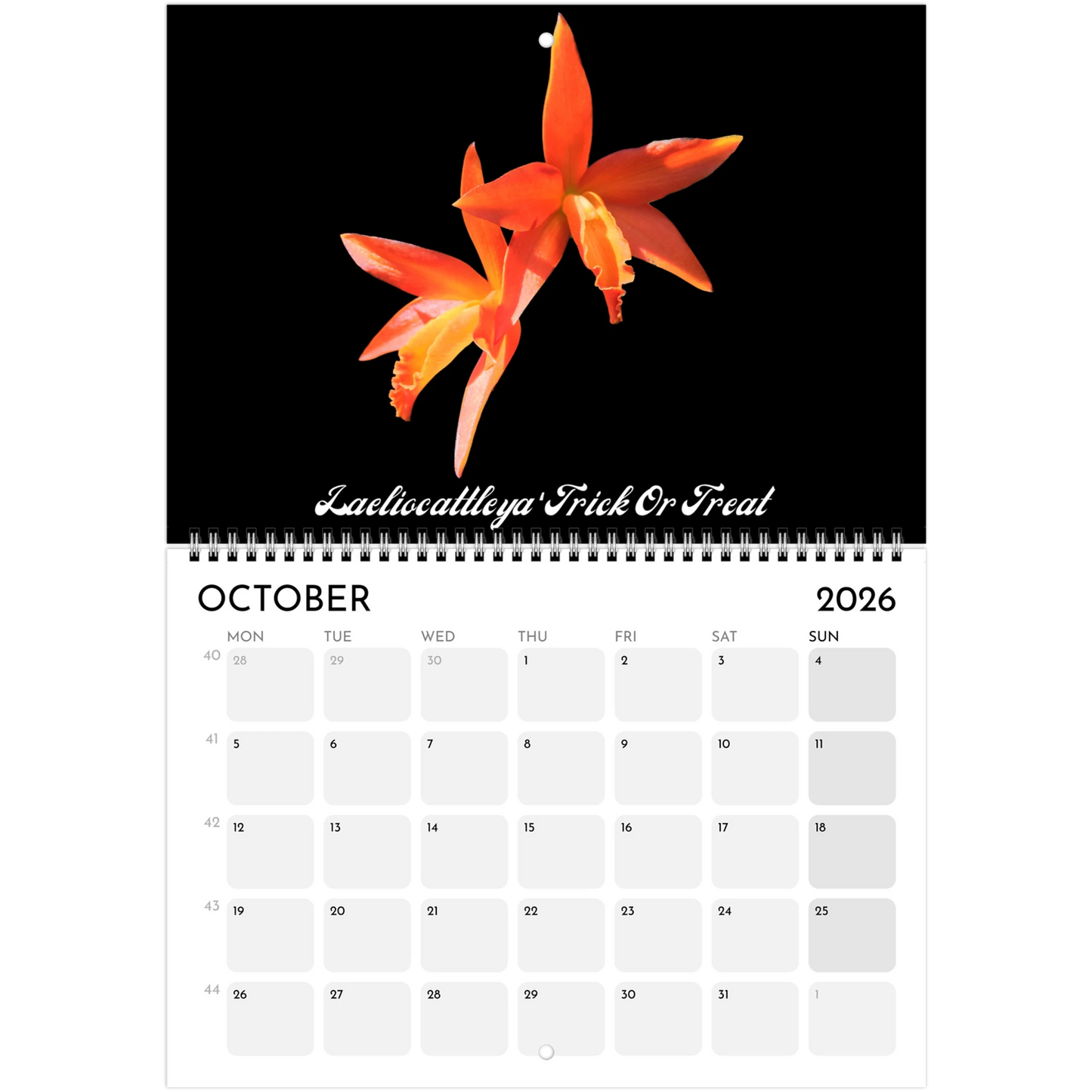 "Catts" In Black 2026 Calendar