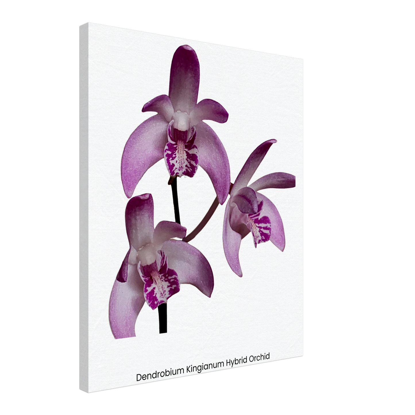 Dendrobium Kingianum Hybrid Orchid Canvas Print