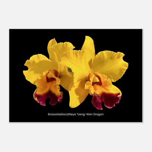 Blc. Tzeng-Wen Dragon Orchid Canvas Print