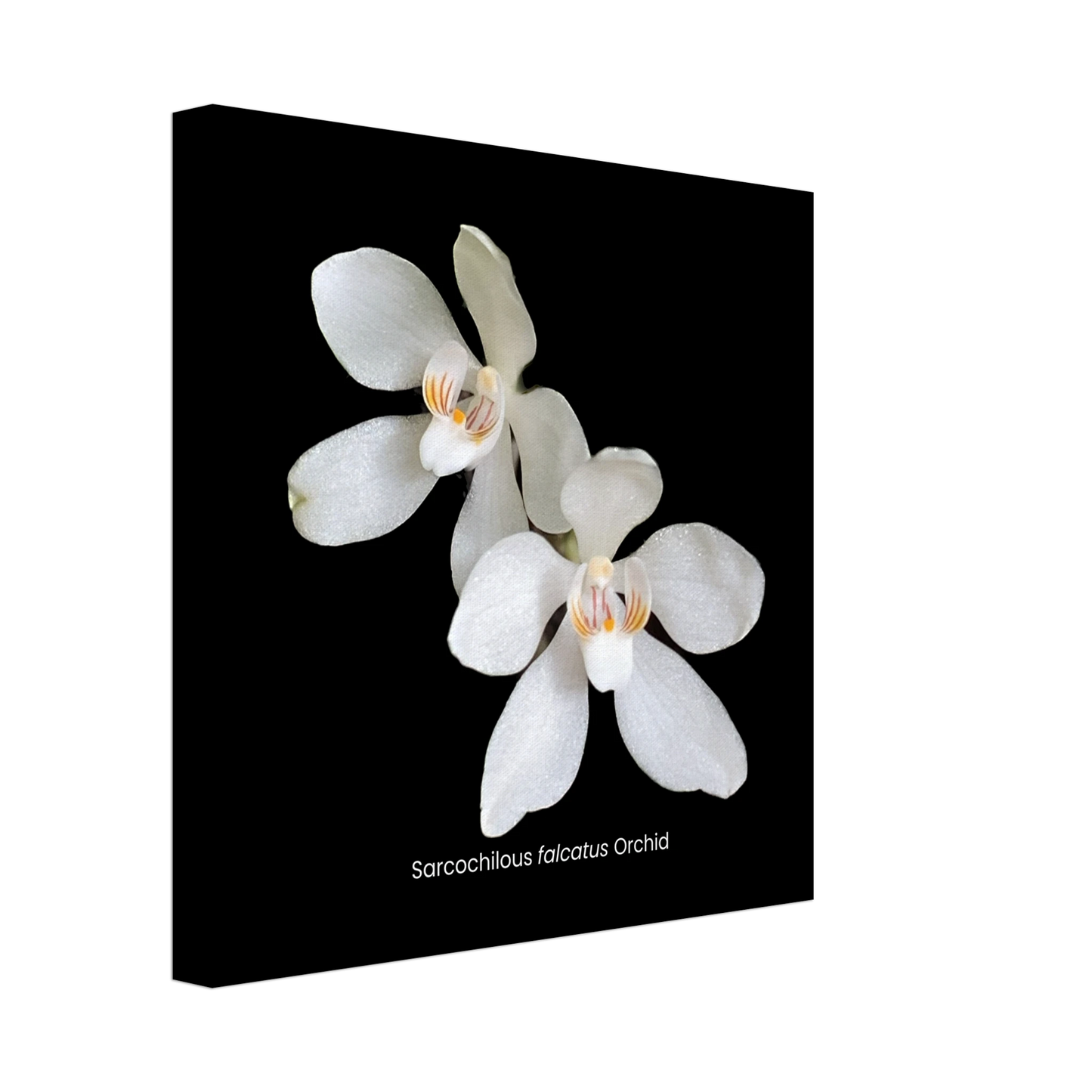 Sarcochilous falcatus Orchid Canvas Print