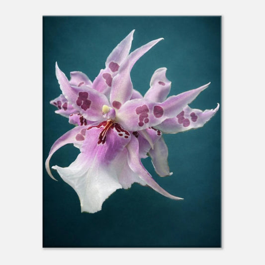 Bea. Peggy Ruth Carpenter "Morning Joy" Orchid Teal Canvas Print