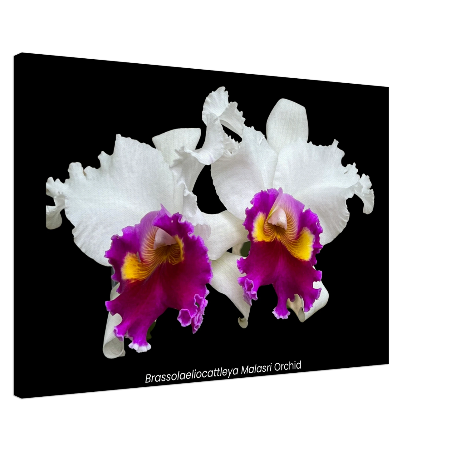 Brassolaeliocattleya Malasri Orchid Canvas Print