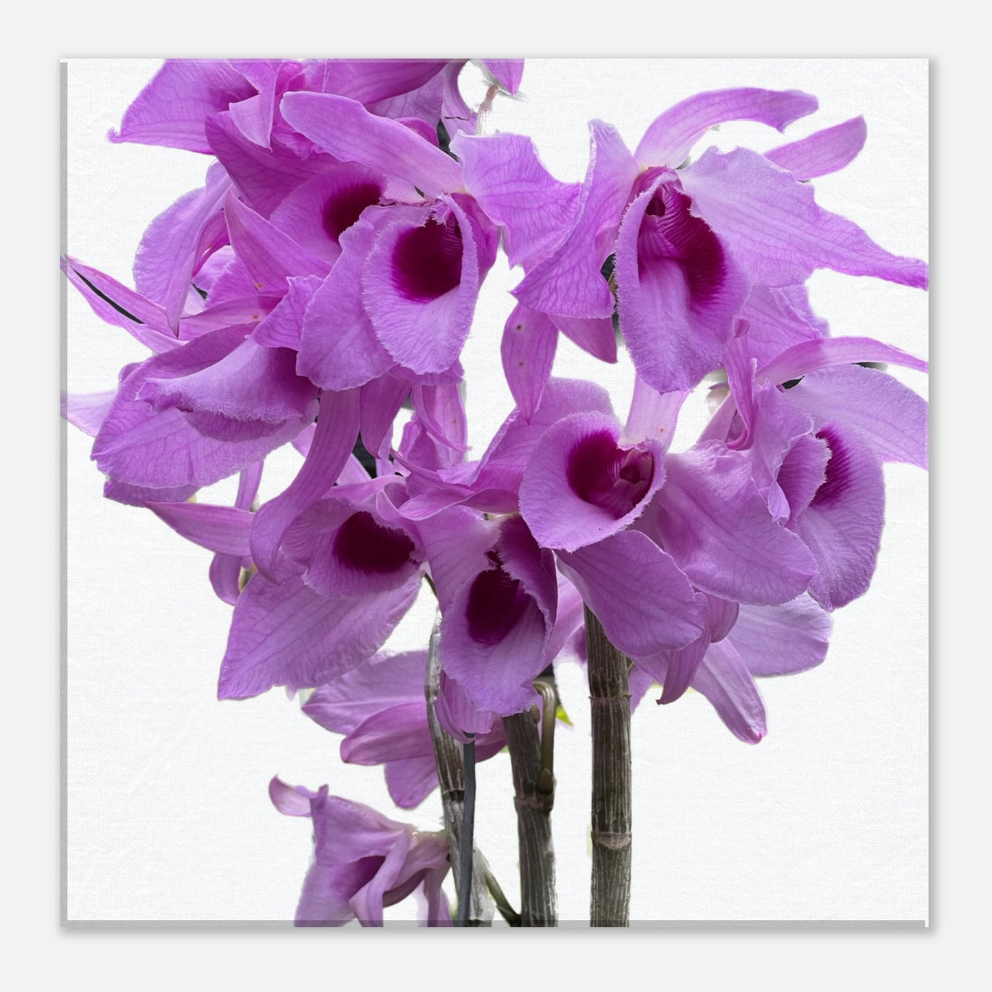 Dendrobium anosmum superbum 'Blue Lip' Orchid Canvas Print