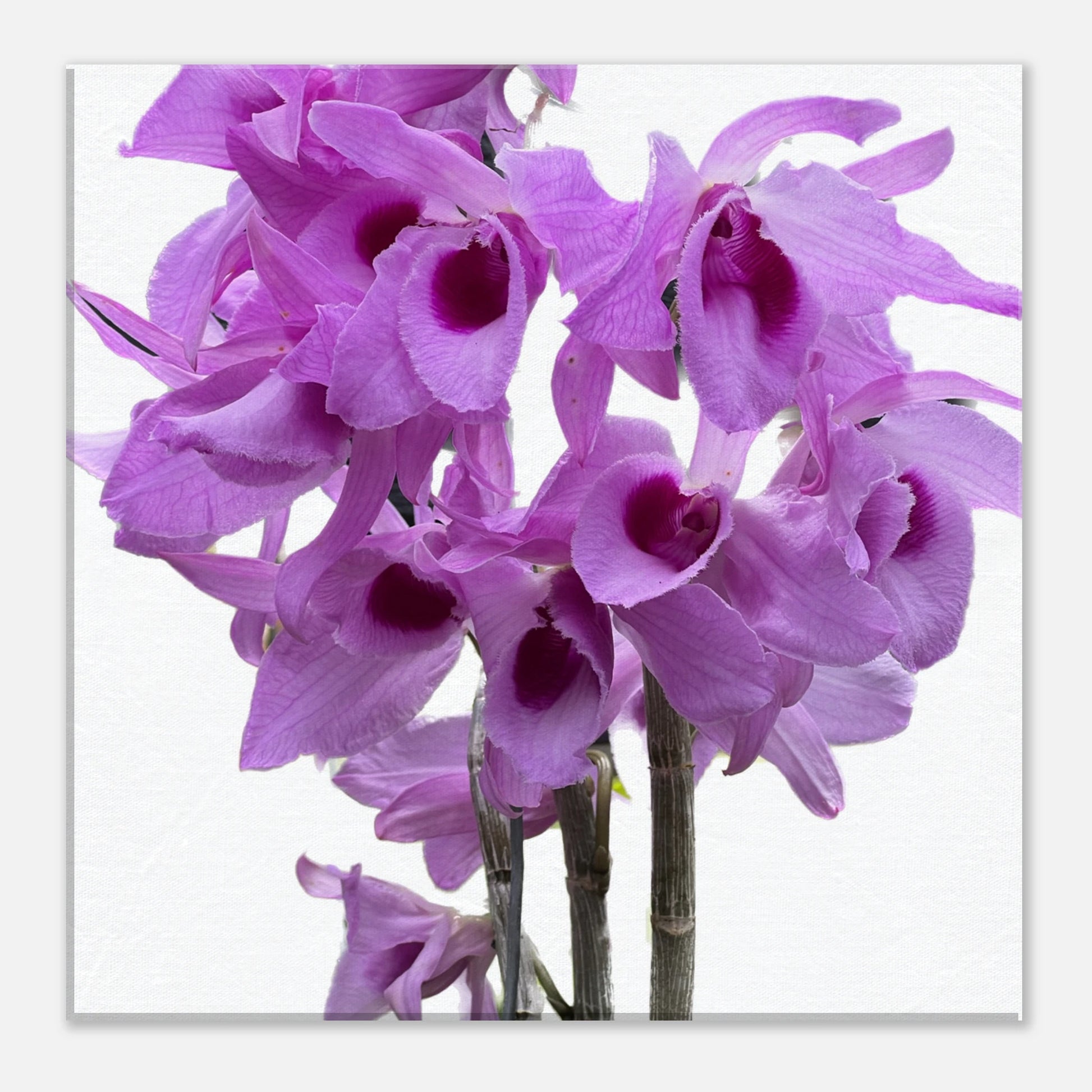 Dendrobium anosmum superbum 'Blue Lip' Orchid Canvas Print