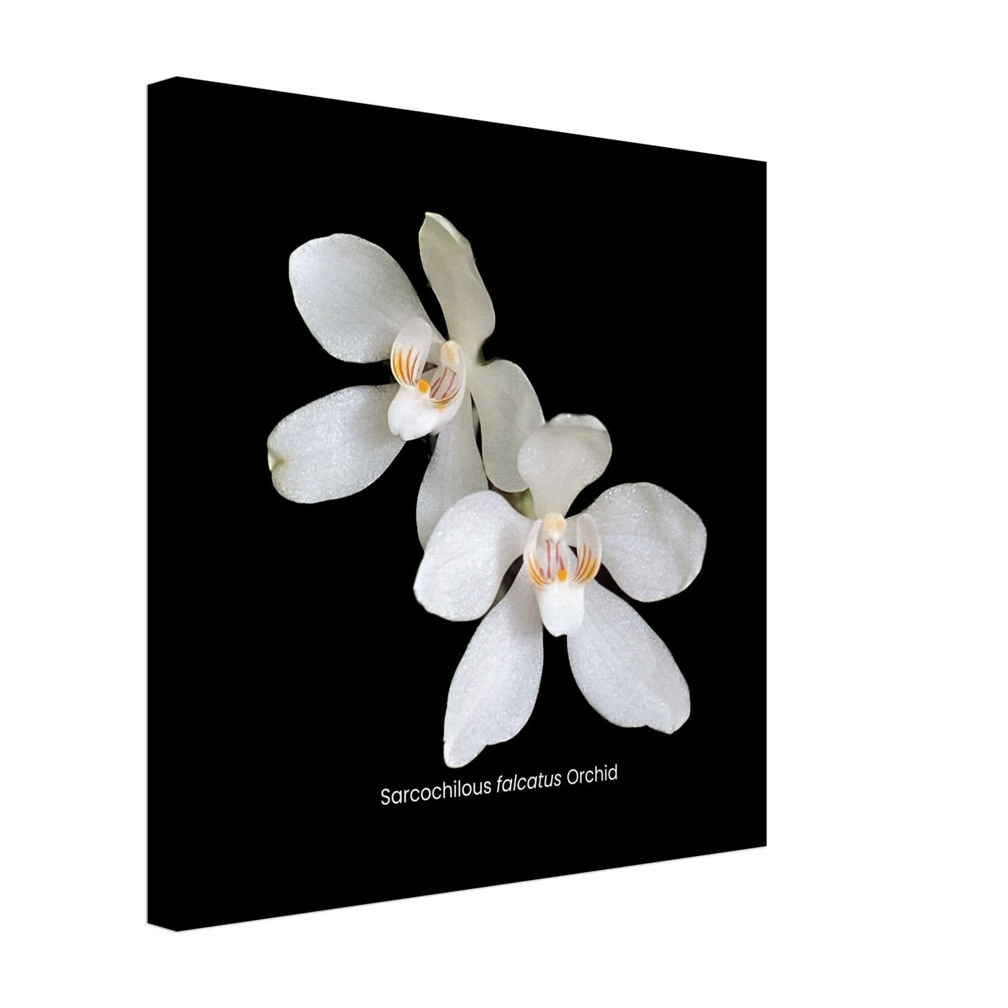 Sarcochilous falcatus Orchid Canvas Print