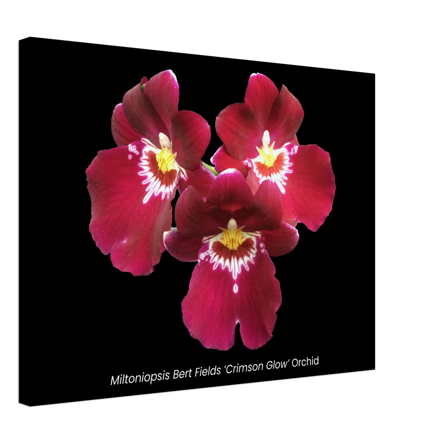Miltoniopsis Bert Fields 'Crimson Glow' Orchid Canvas Print