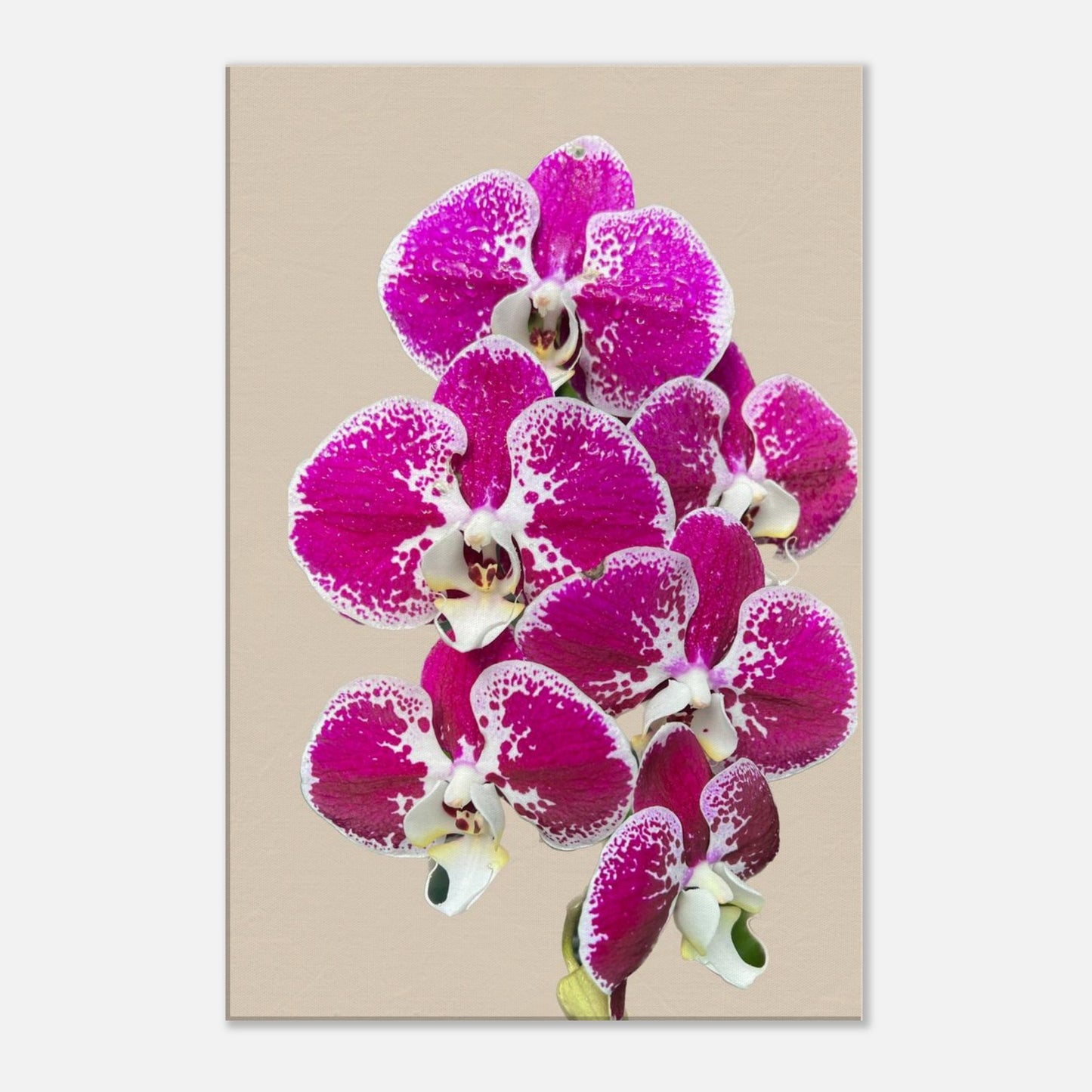 Pink & White Phalaenopsis Sand Orchid Canvas Print