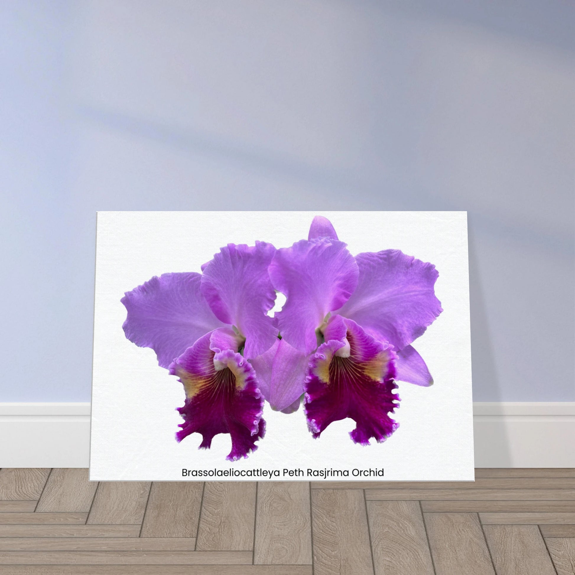 Brassolaeliocattleya Peth Rasjrima Orchid Canvas Print