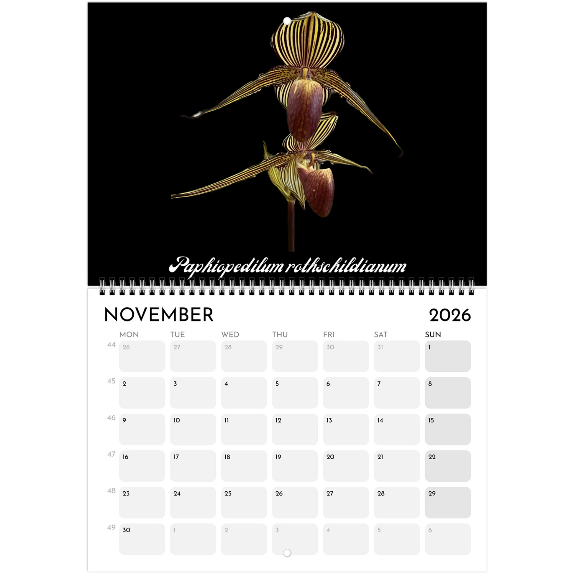 Species Orchids  2026 Calendar