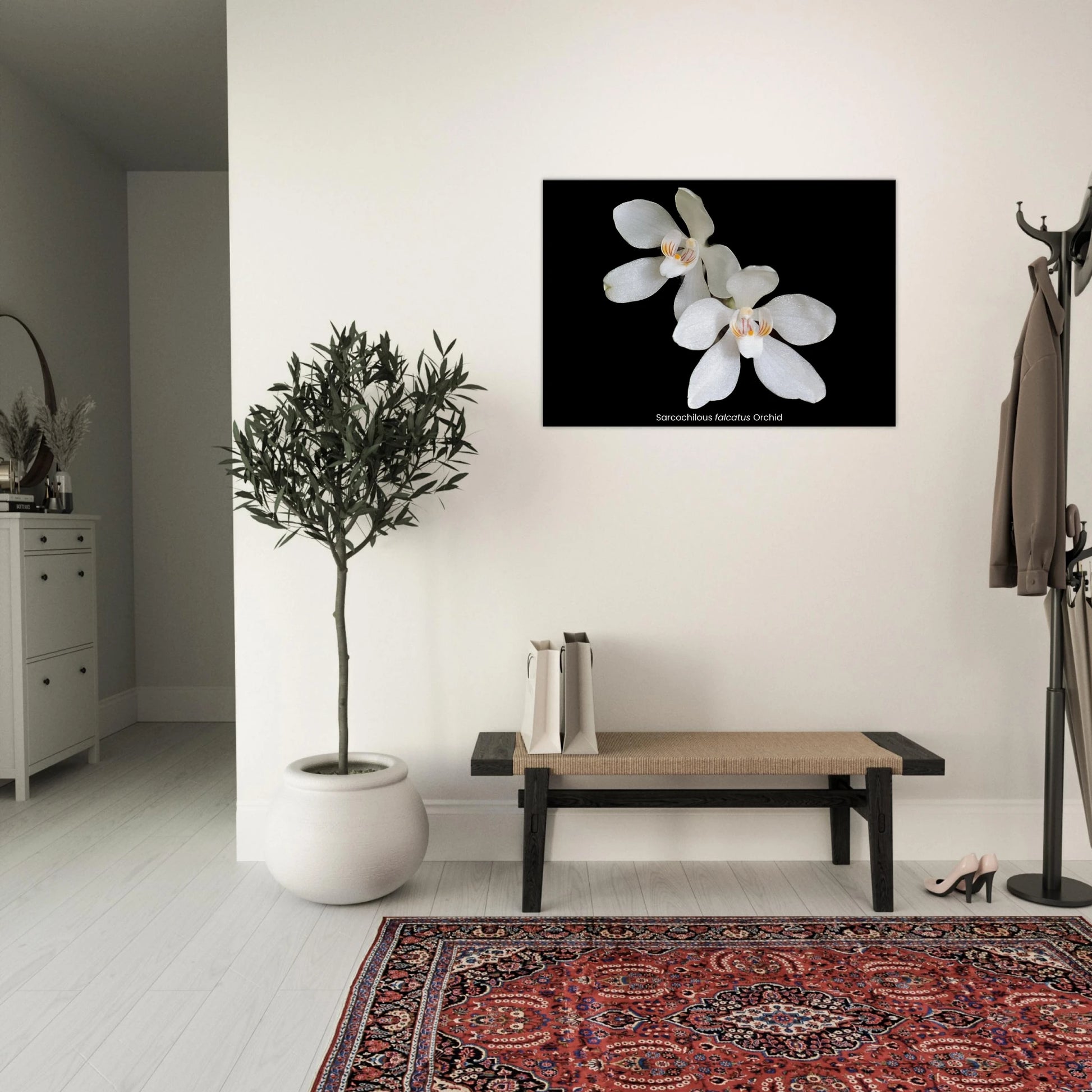 Sarcochilous falcatus Orchid Canvas Print