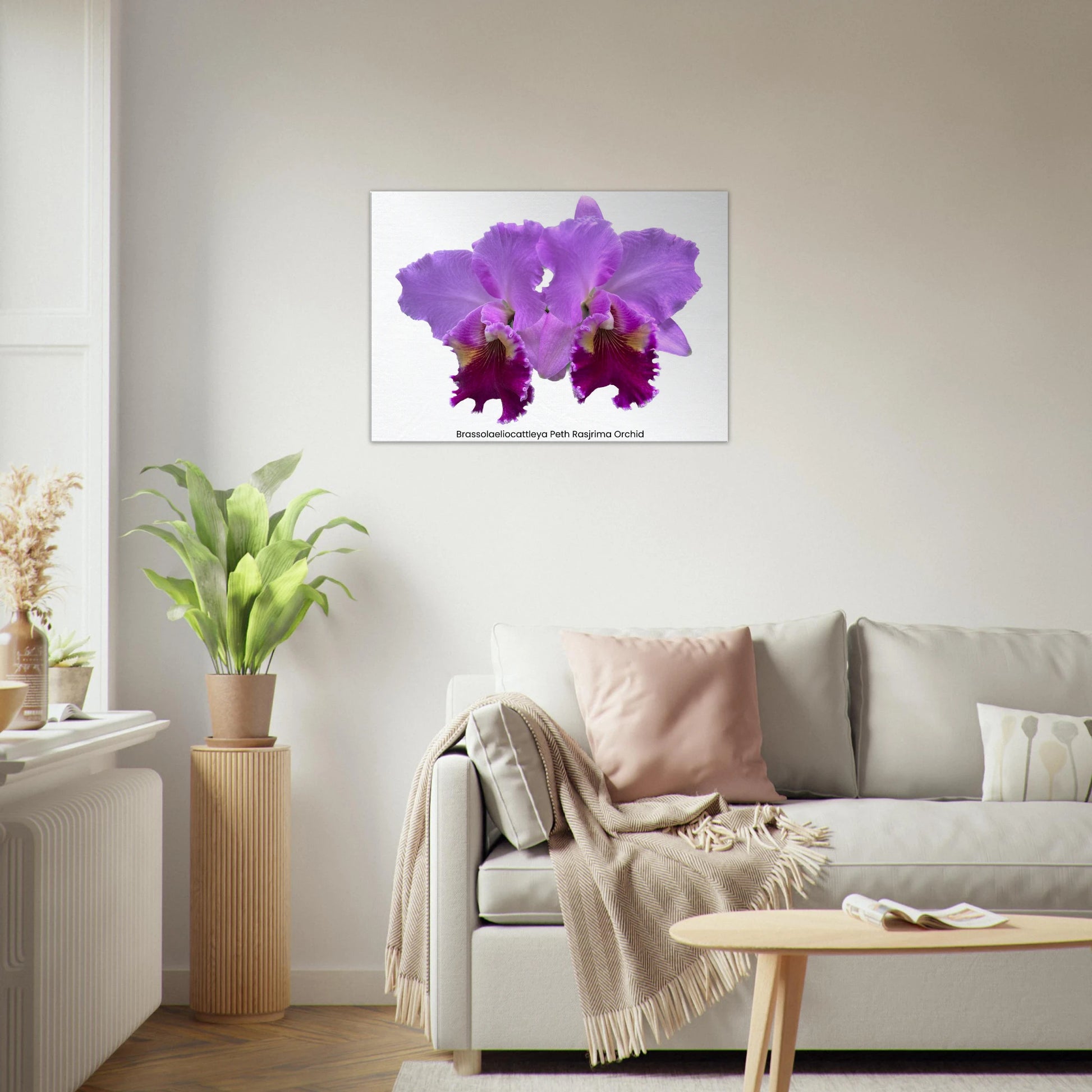 Brassolaeliocattleya Peth Rasjrima Orchid Canvas Print