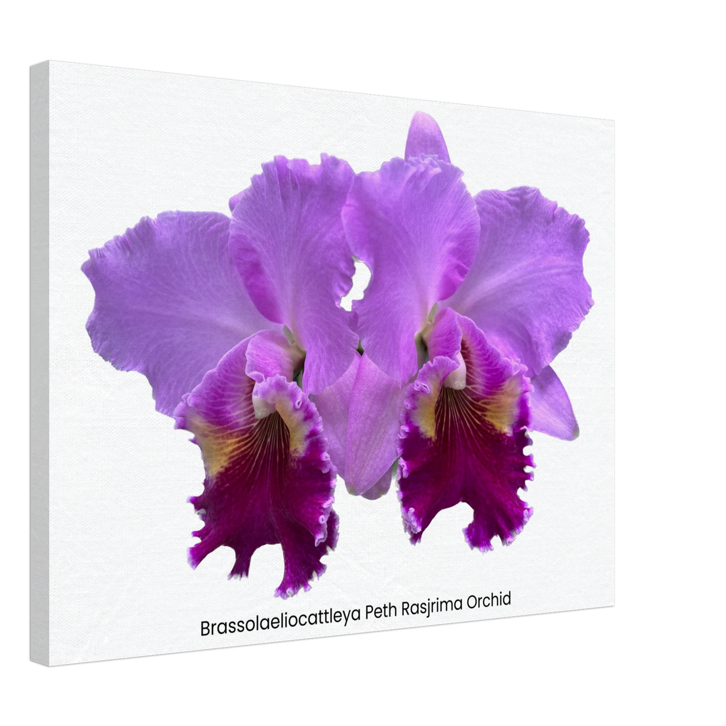 Brassolaeliocattleya Peth Rasjrima Orchid Canvas Print