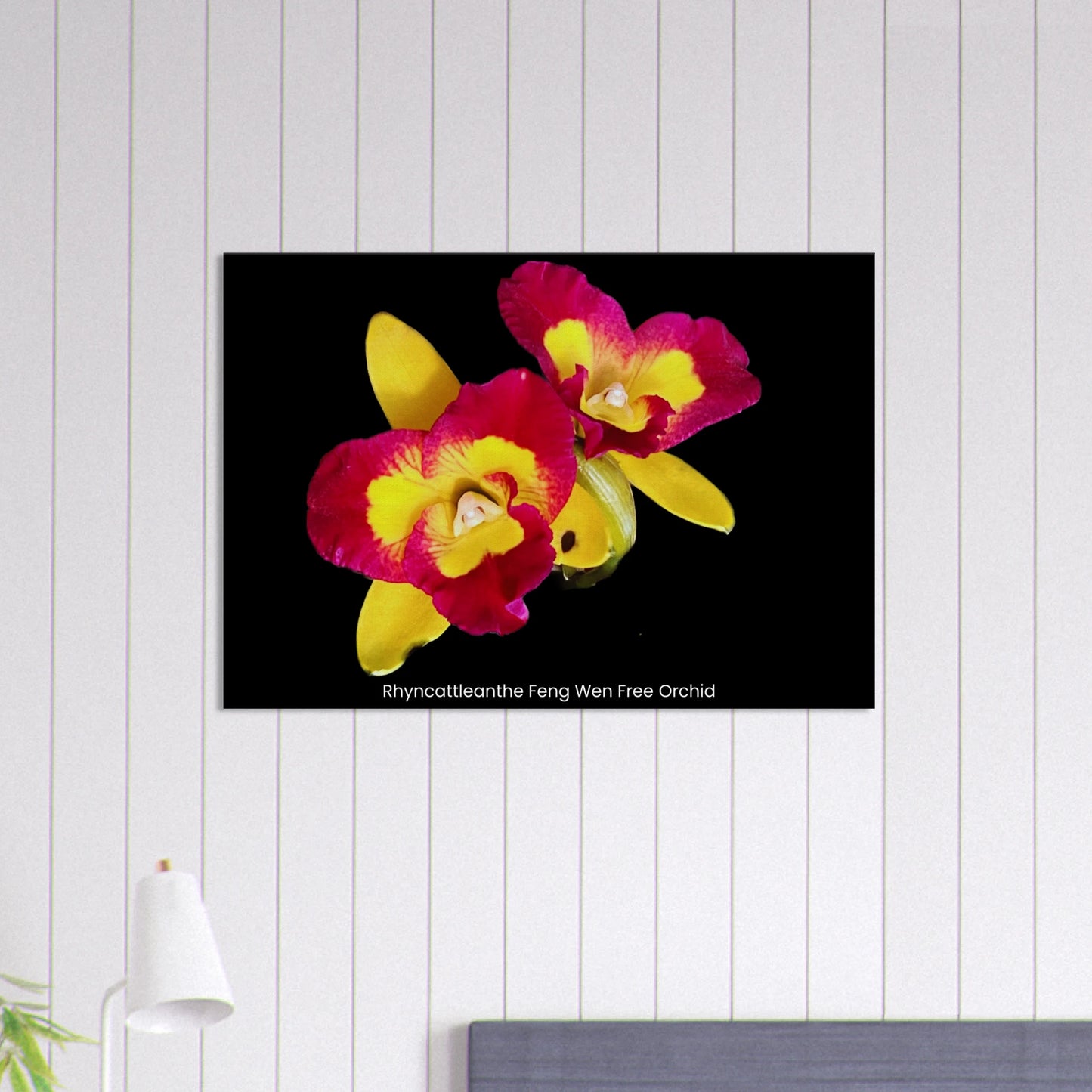 Rhyncattleanthe Feng Weng Free Orchid Canvas Print