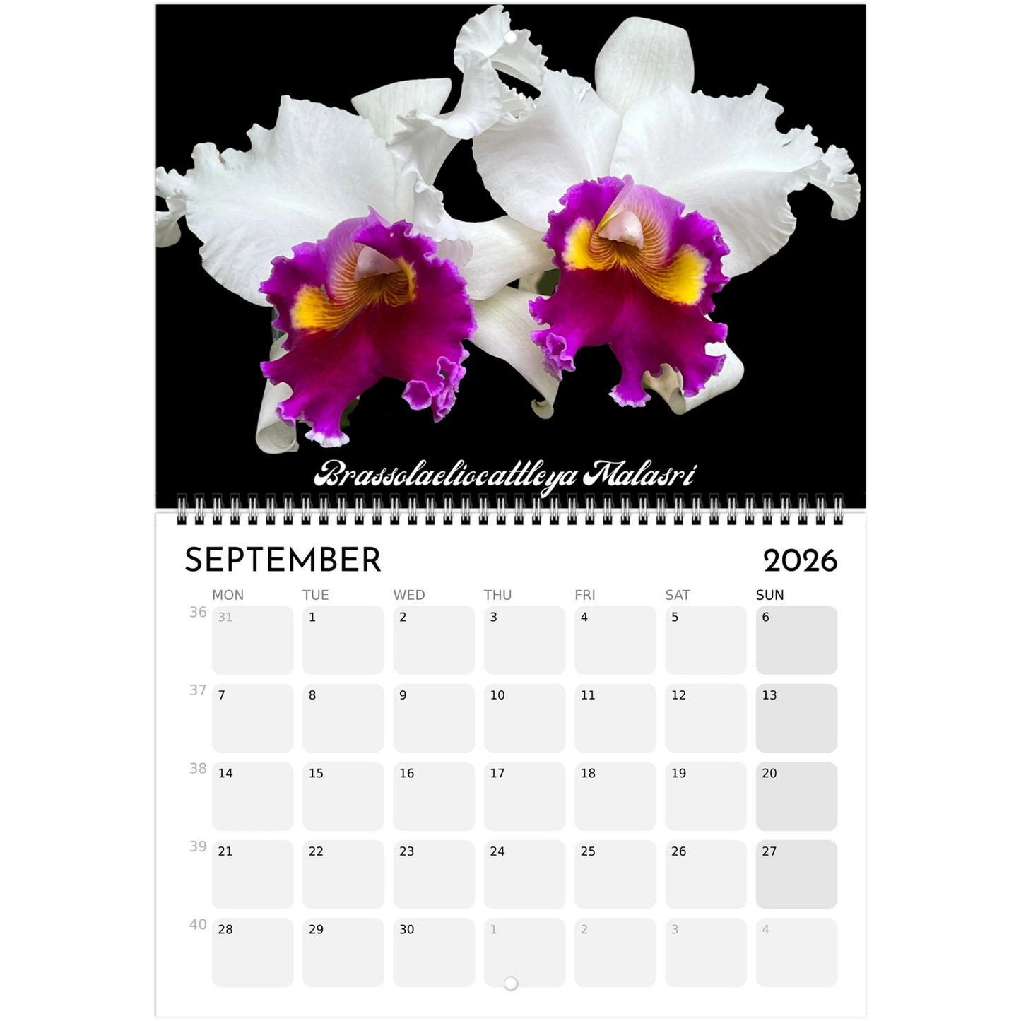 "Catts" In Black 2026 Calendar