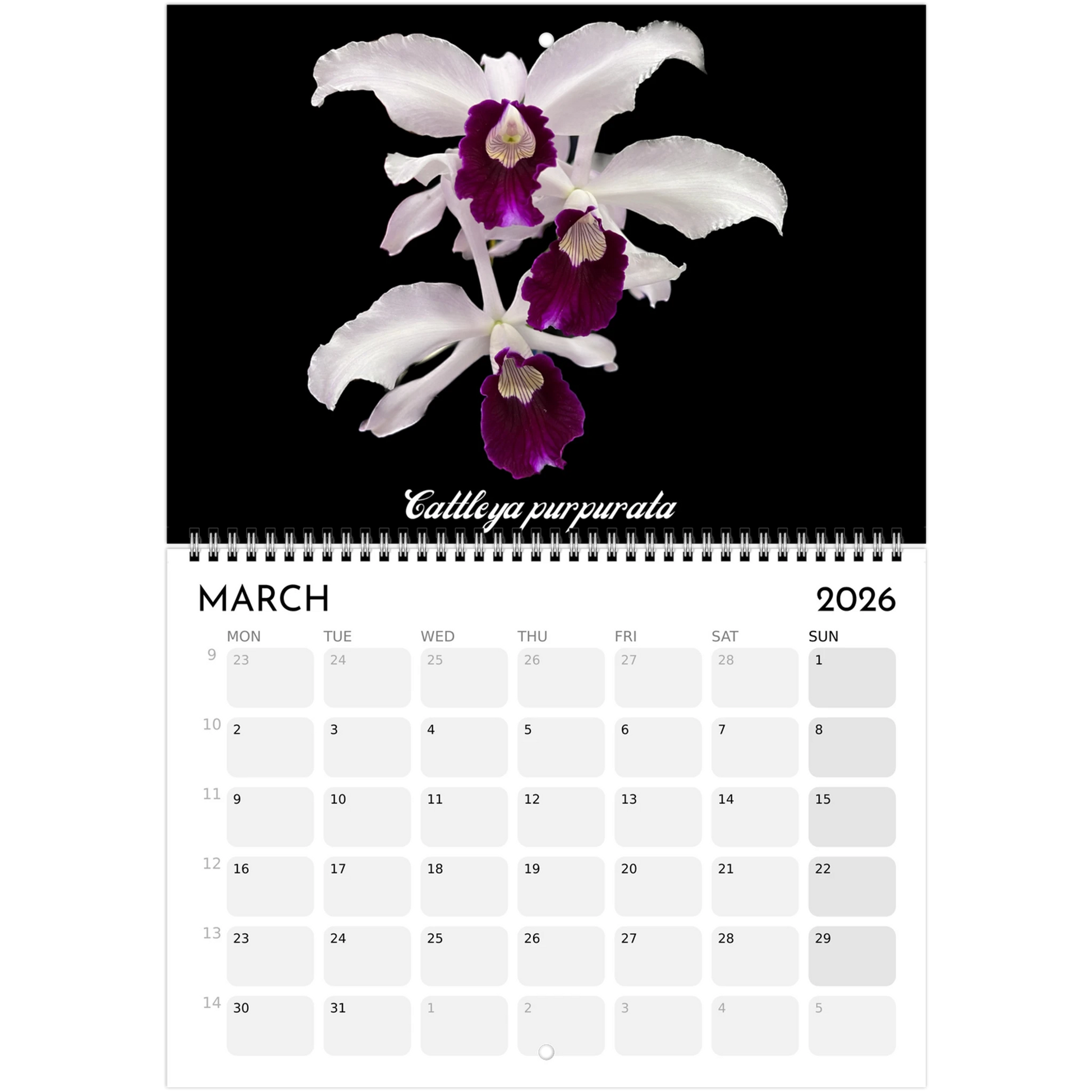 Species Orchids  2026 Calendar
