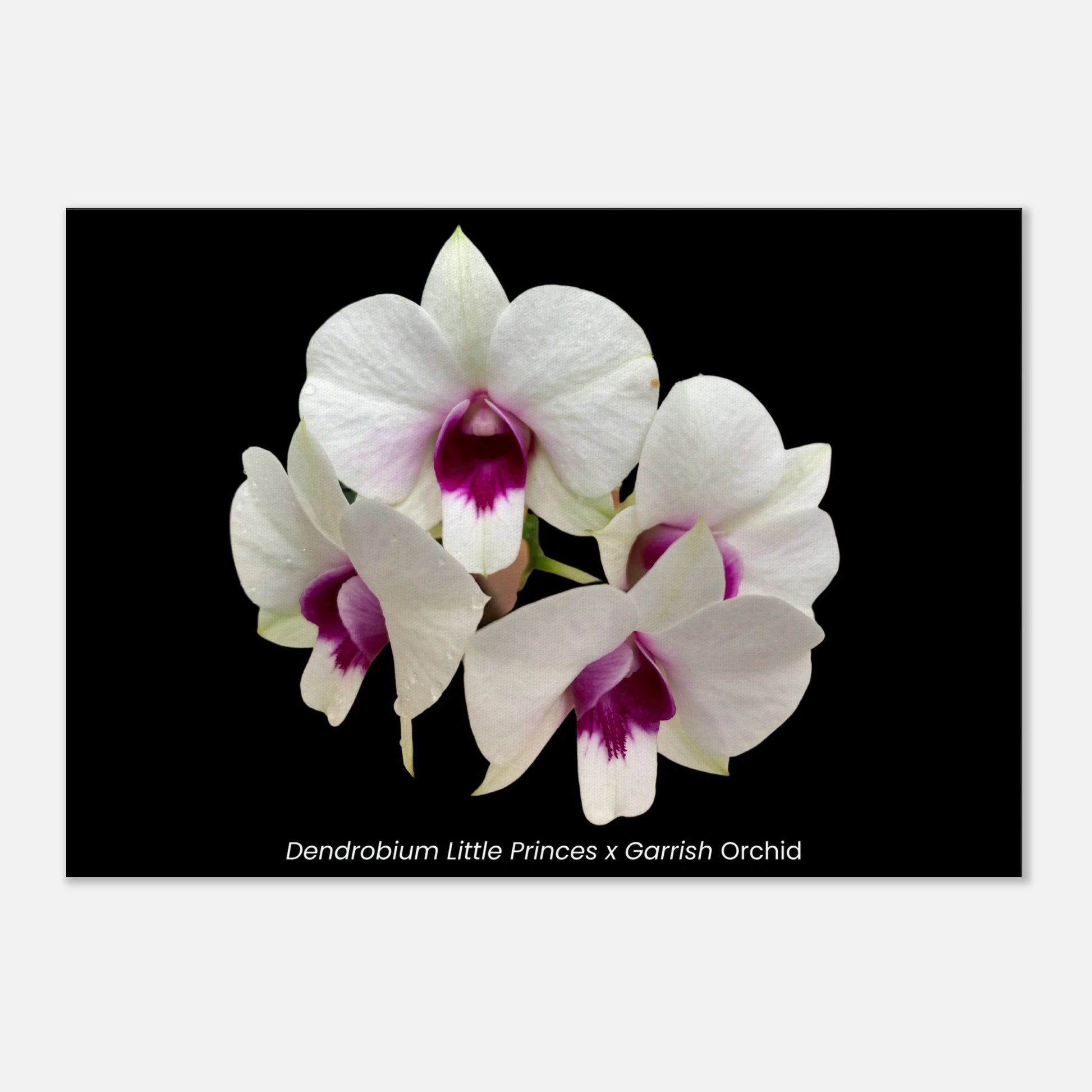 62a0158a-2021-4a1e-a656-b362342599ec