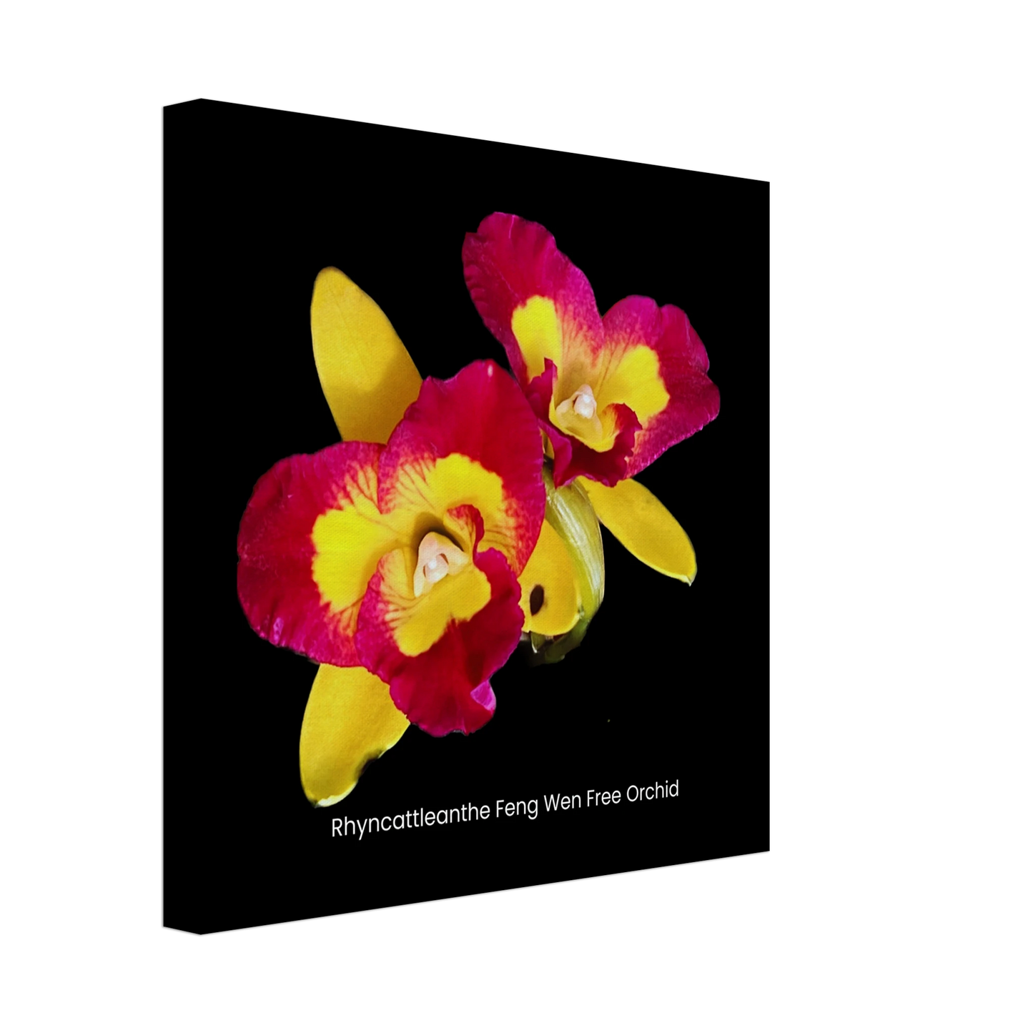 Rhyncattleanthe Feng Weng Free Orchid Canvas Print