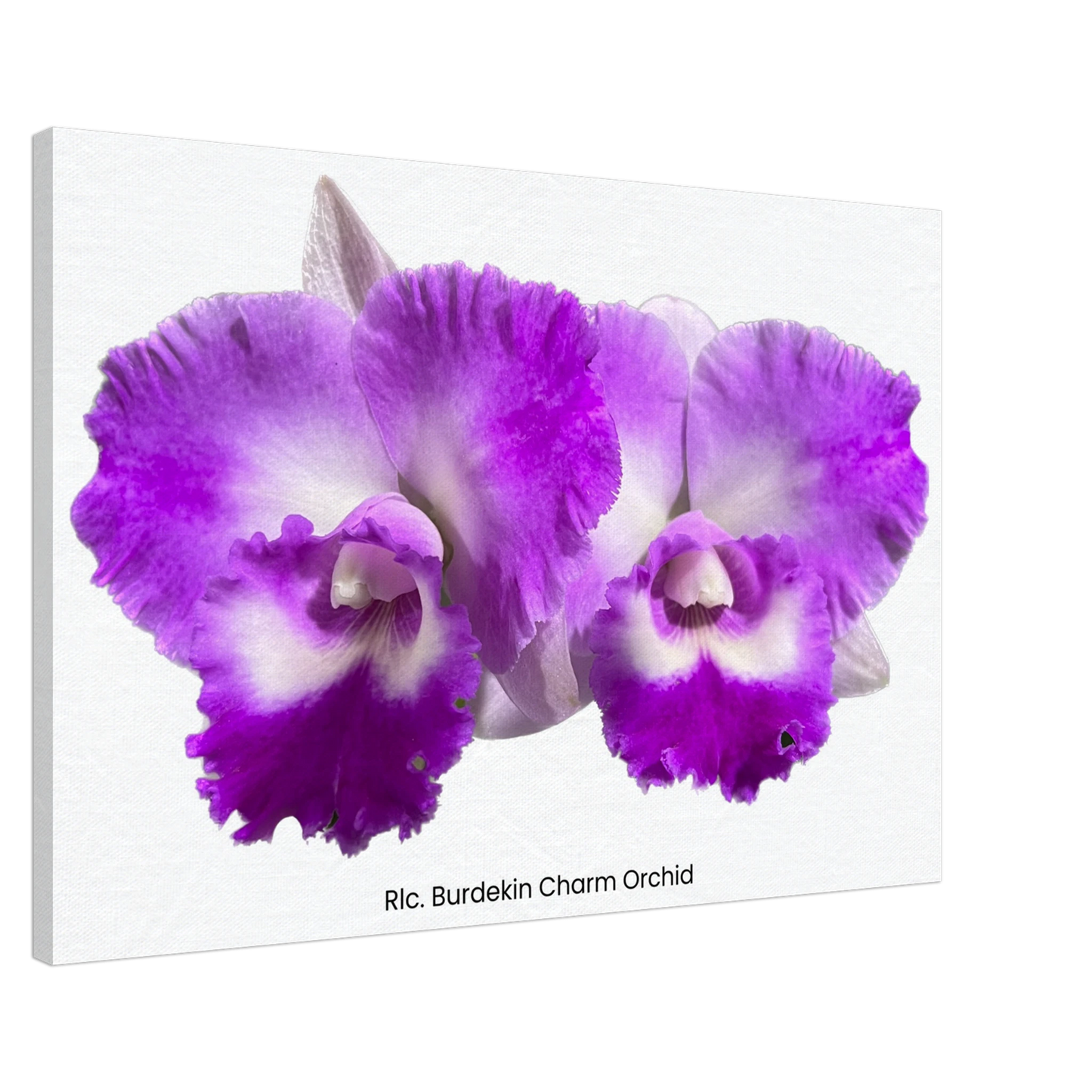 Rhyncholaeliocattleya Burdekin Charm Orchid Canvas Print