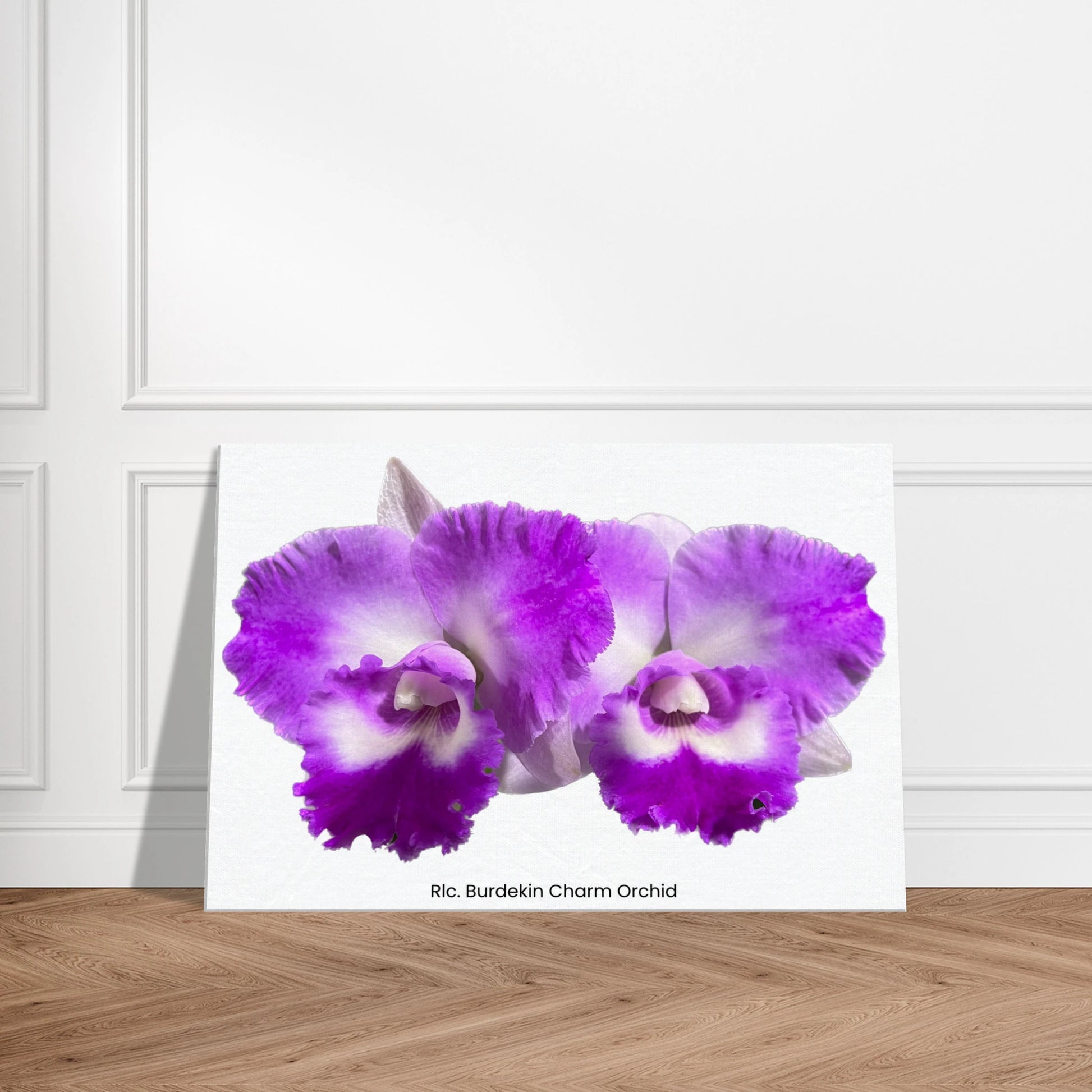 Rhyncholaeliocattleya Burdekin Charm Orchid Canvas Print