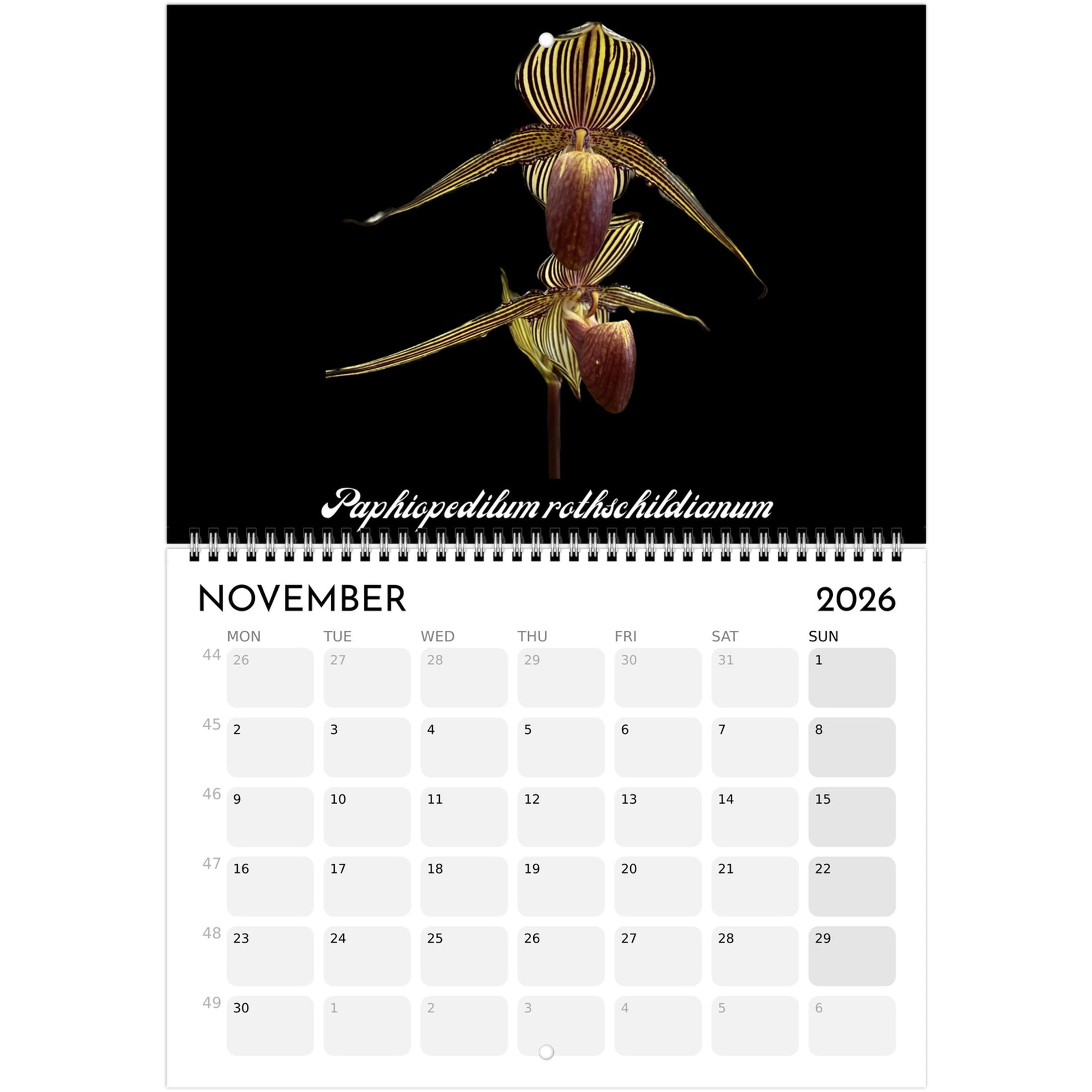 Loving Orchids  2026 Calendar