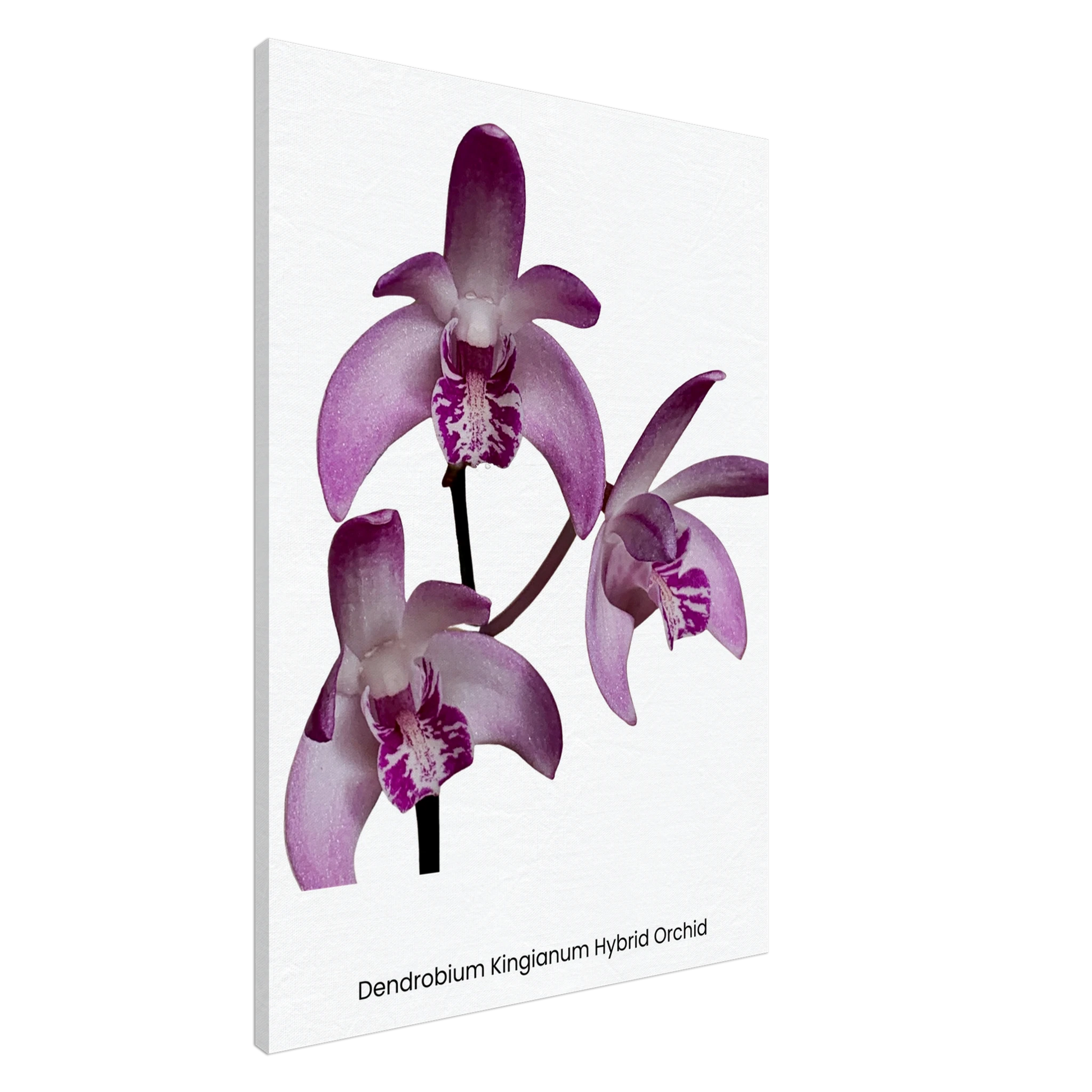 Dendrobium Kingianum Hybrid Orchid Canvas Print