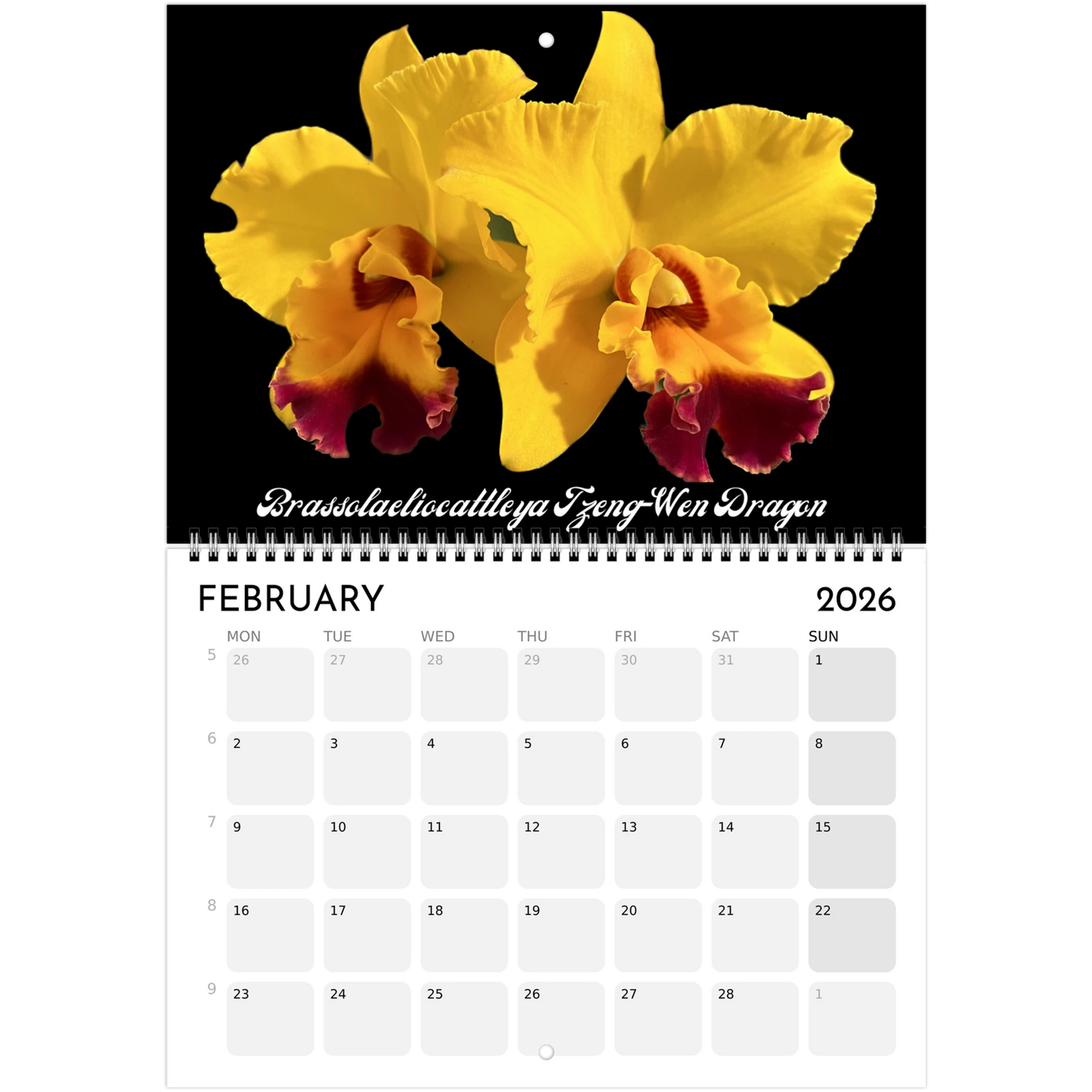 "Catts" In Black 2026 Calendar