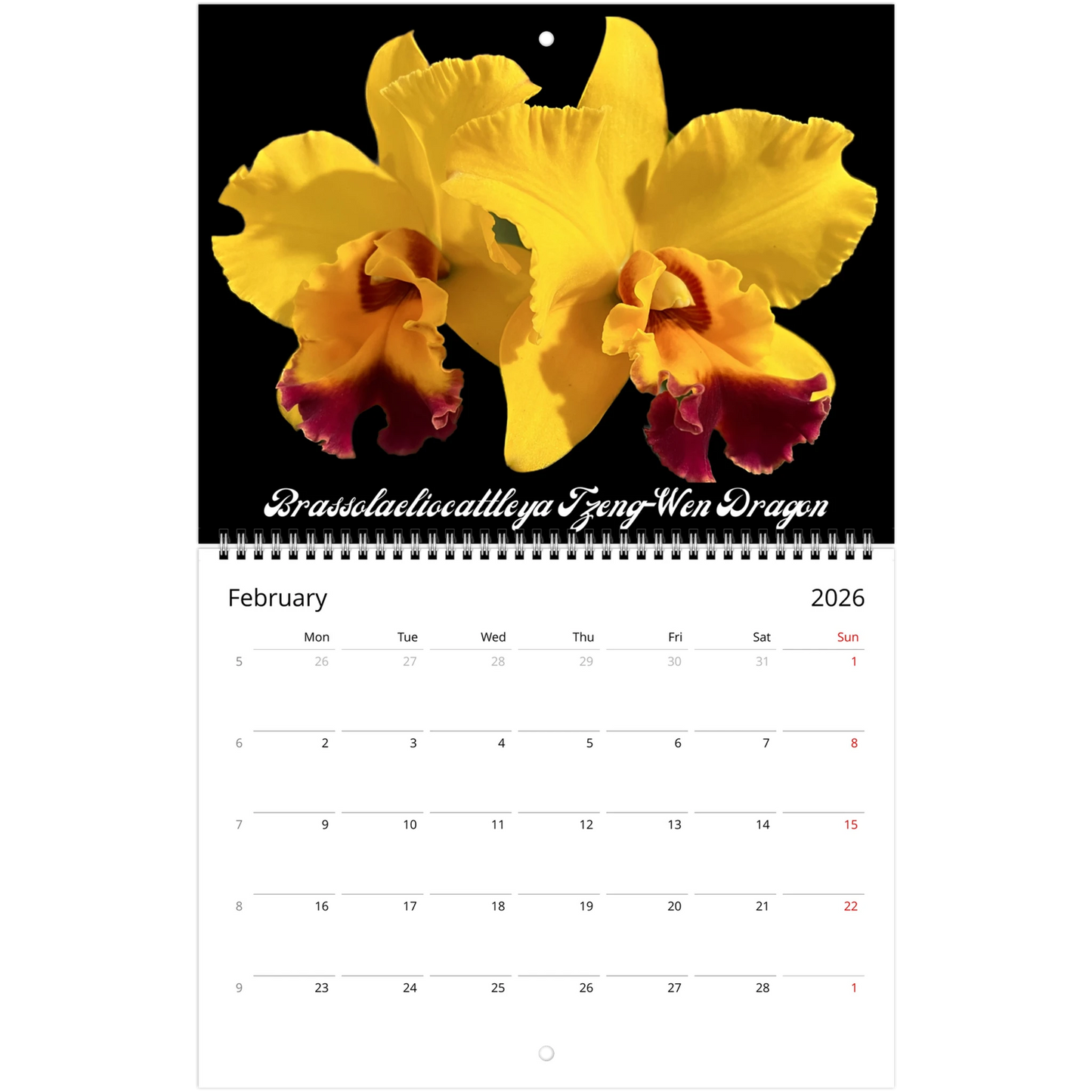 Catt's In Black Orchids 2026 Calendar (US & CA)