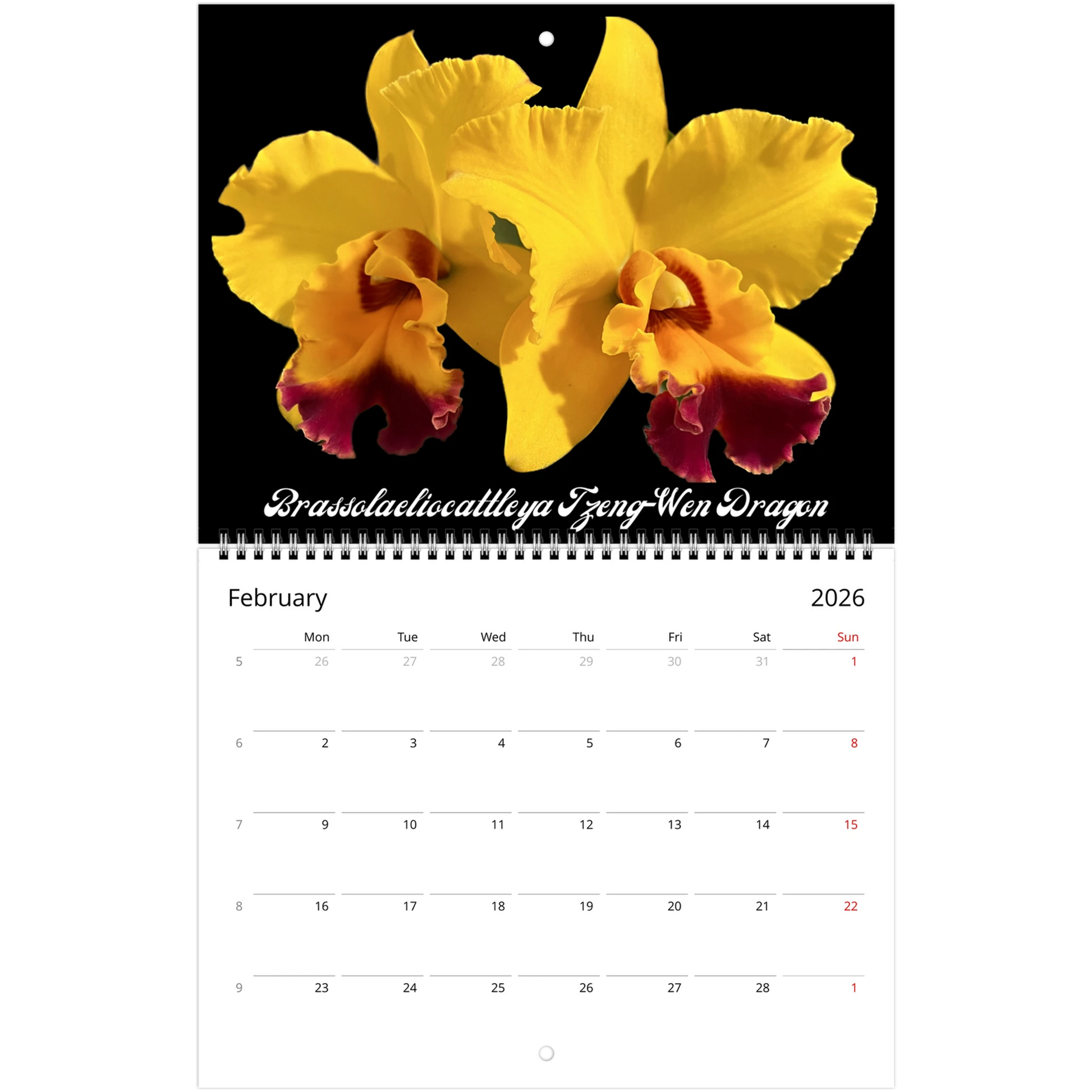 Catt's In Black Orchids 2026 Calendar (US & CA)