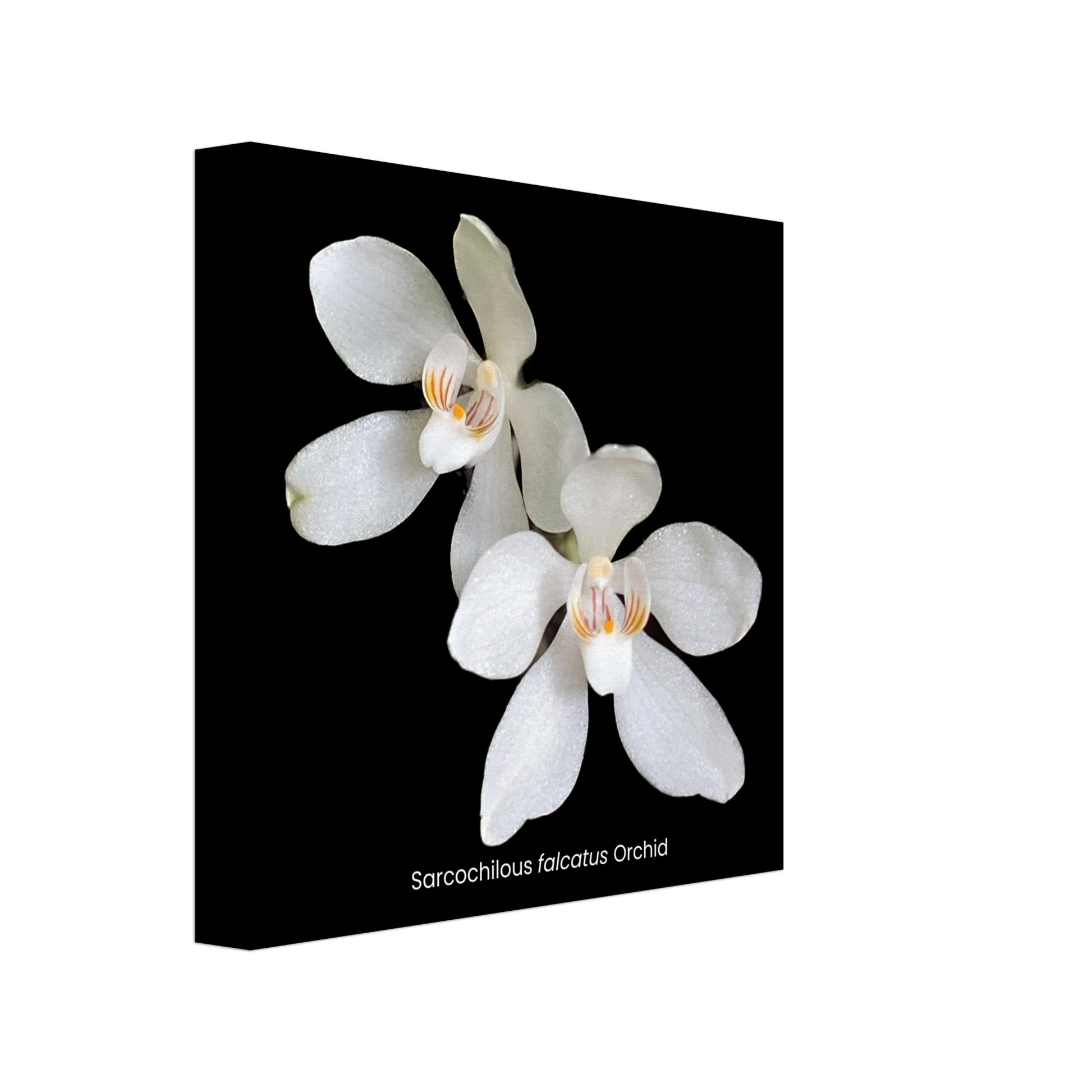 Sarcochilous falcatus Orchid Canvas Print