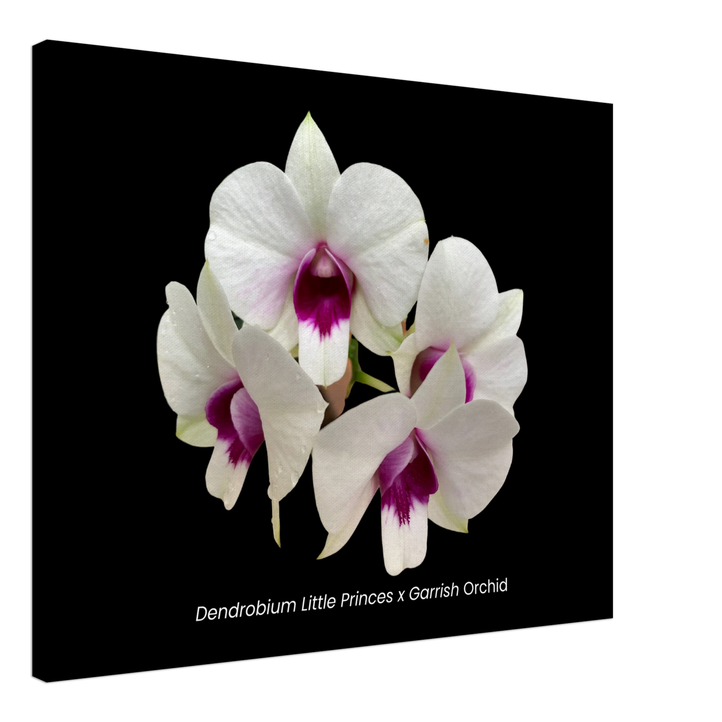 6f1e8d57-40af-47d4-afa7-2fe256fa82d4