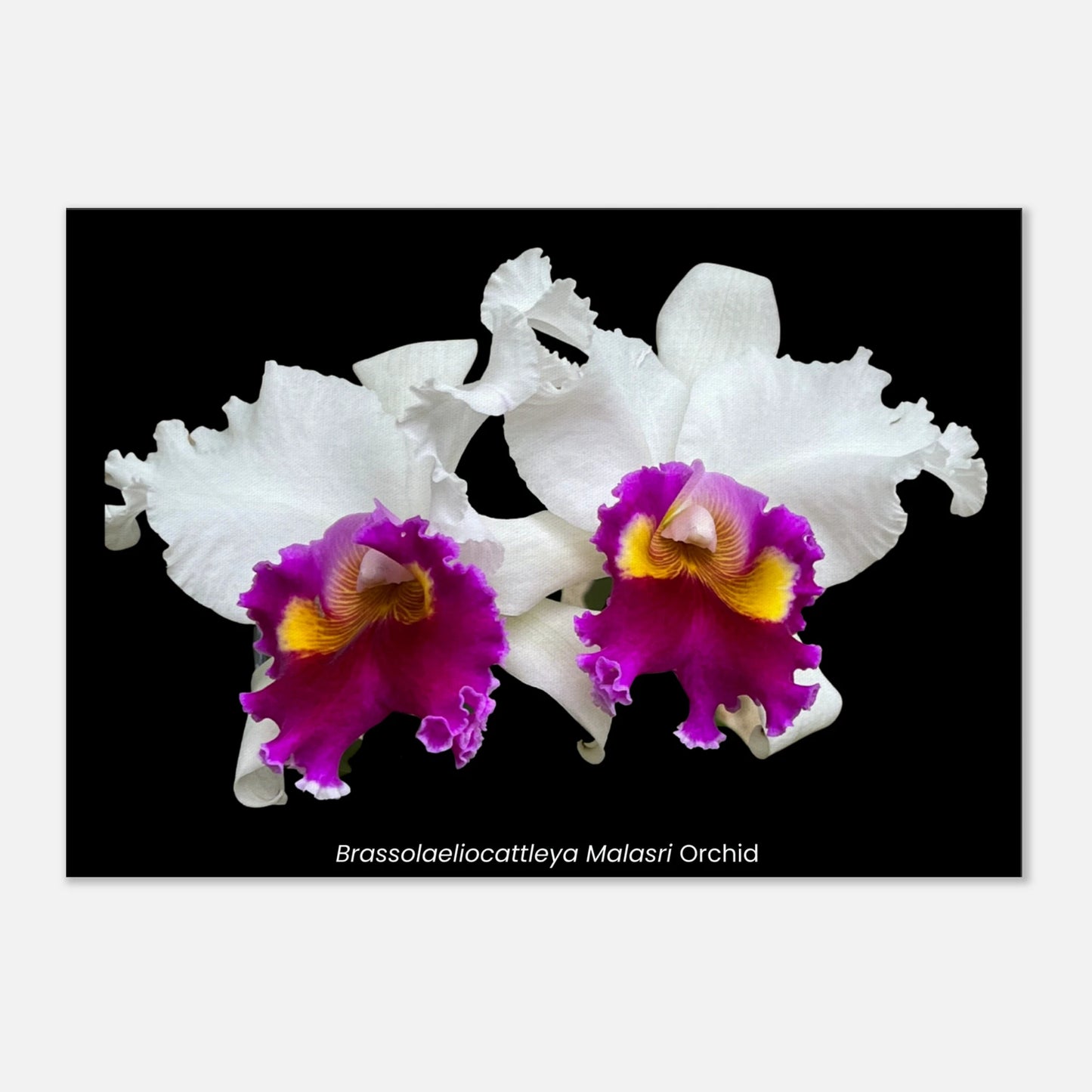 Brassolaeliocattleya Malasri Orchid Canvas Print