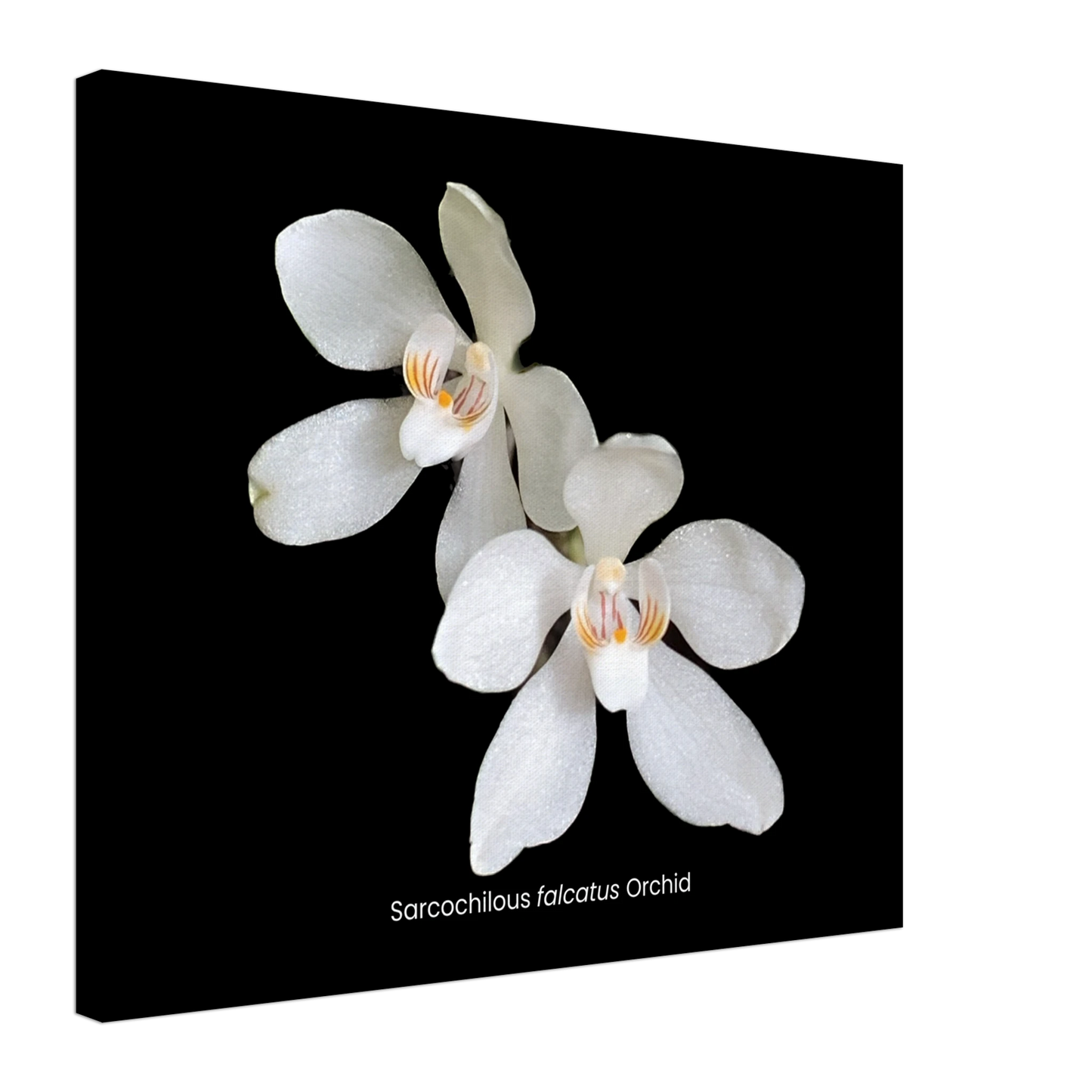 Sarcochilous falcatus Orchid Canvas Print