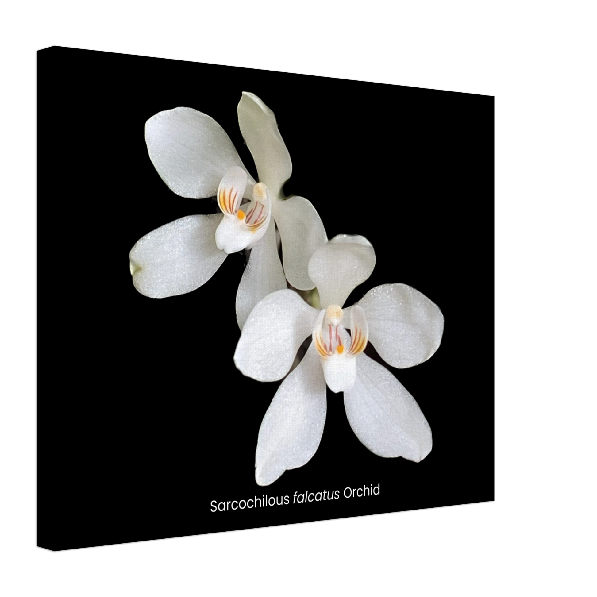 Sarcochilous falcatus Orchid Canvas Print