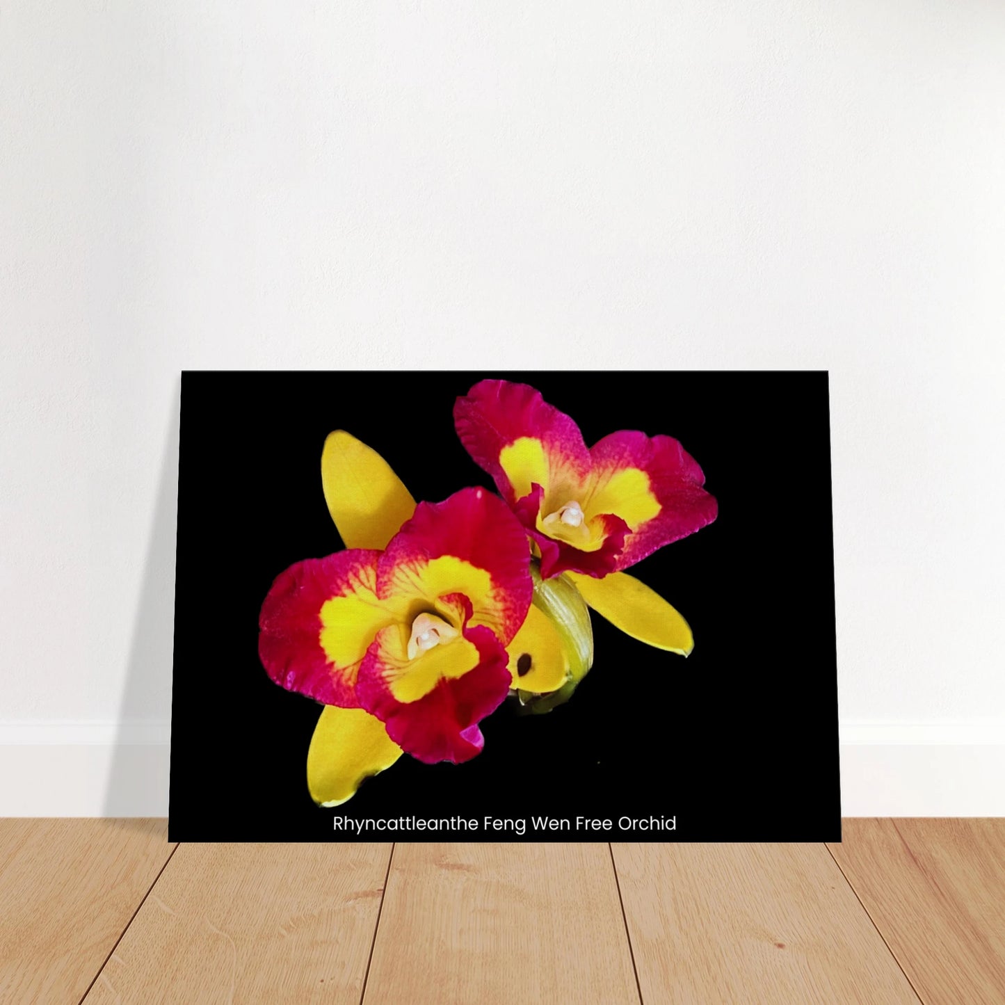 Rhyncattleanthe Feng Weng Free Orchid Canvas Print