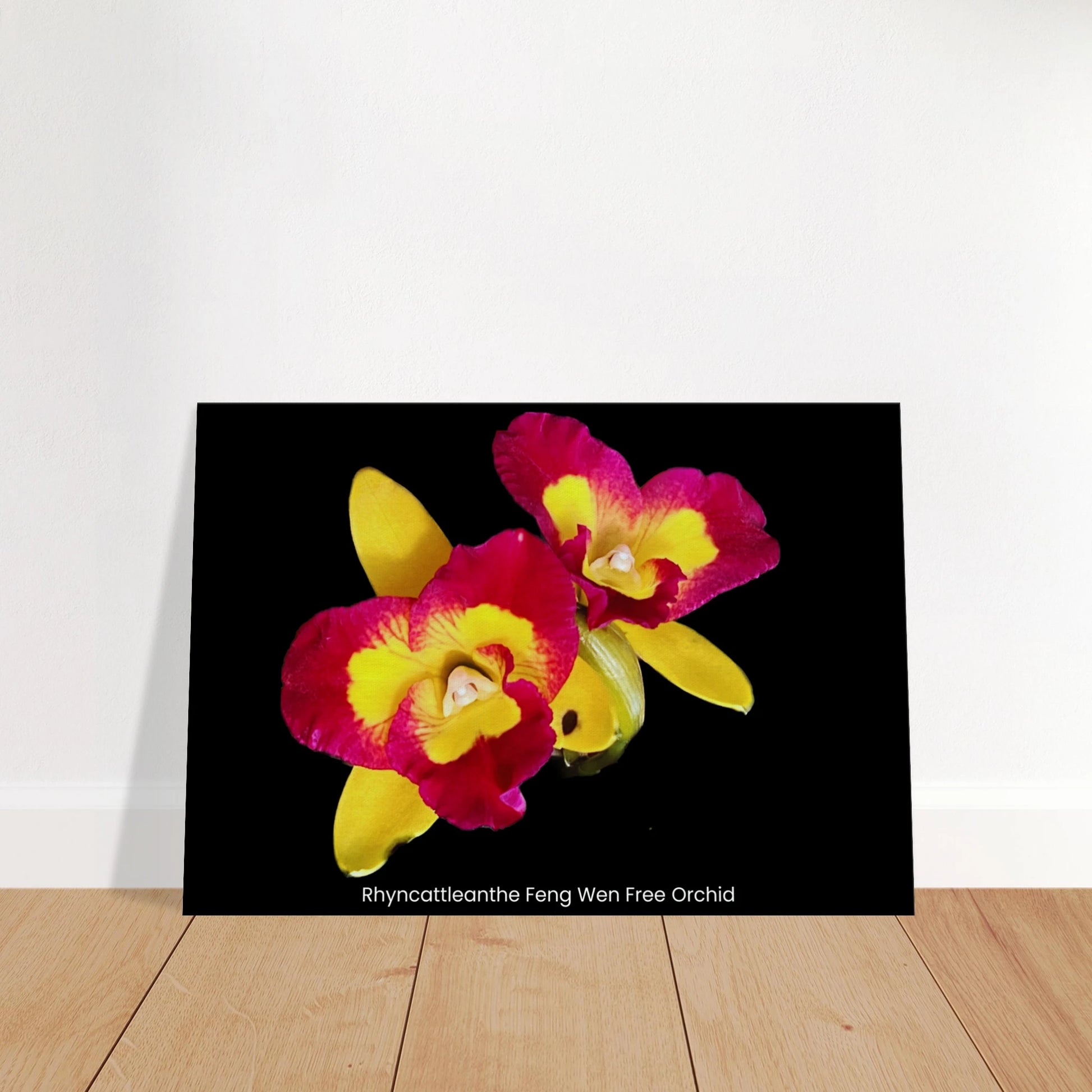 Rhyncattleanthe Feng Weng Free Orchid Canvas Print