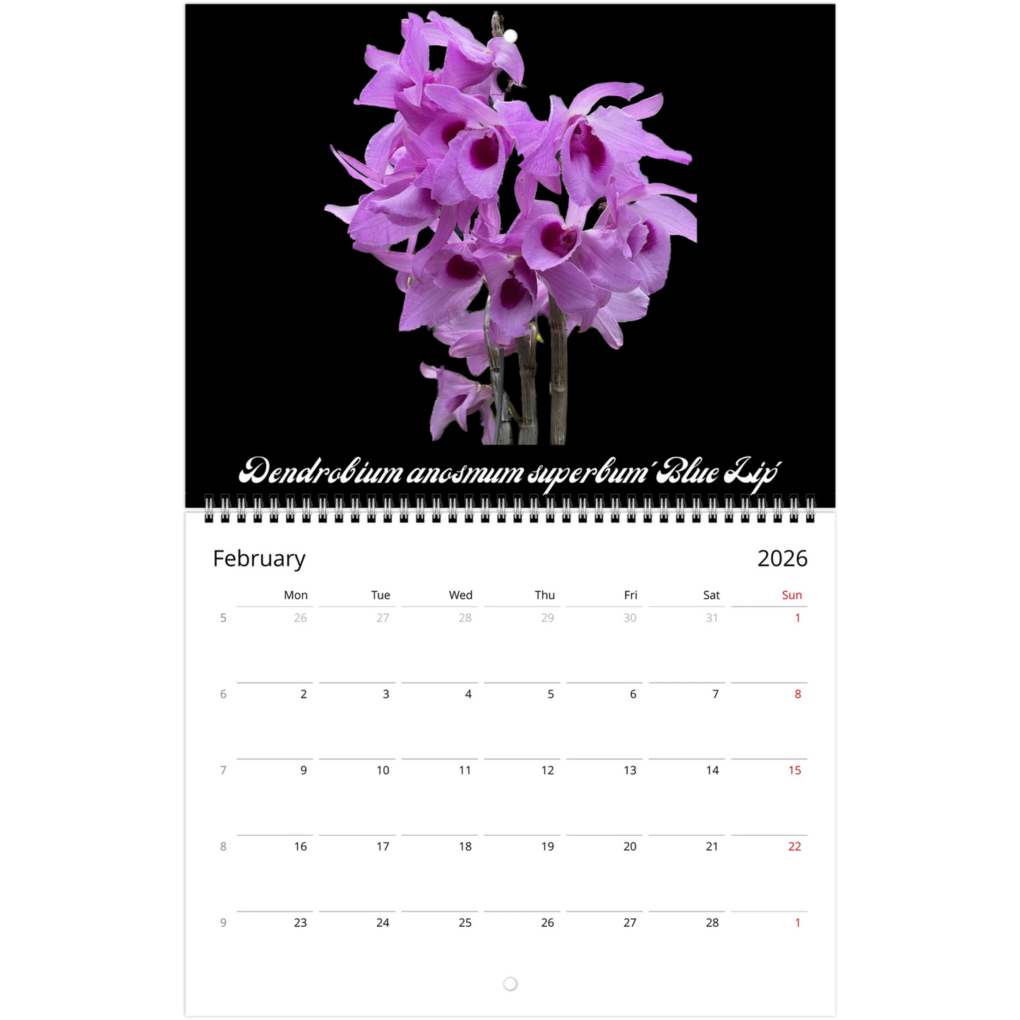 Species Orchids 2026 Wall Calendar (US & CA)