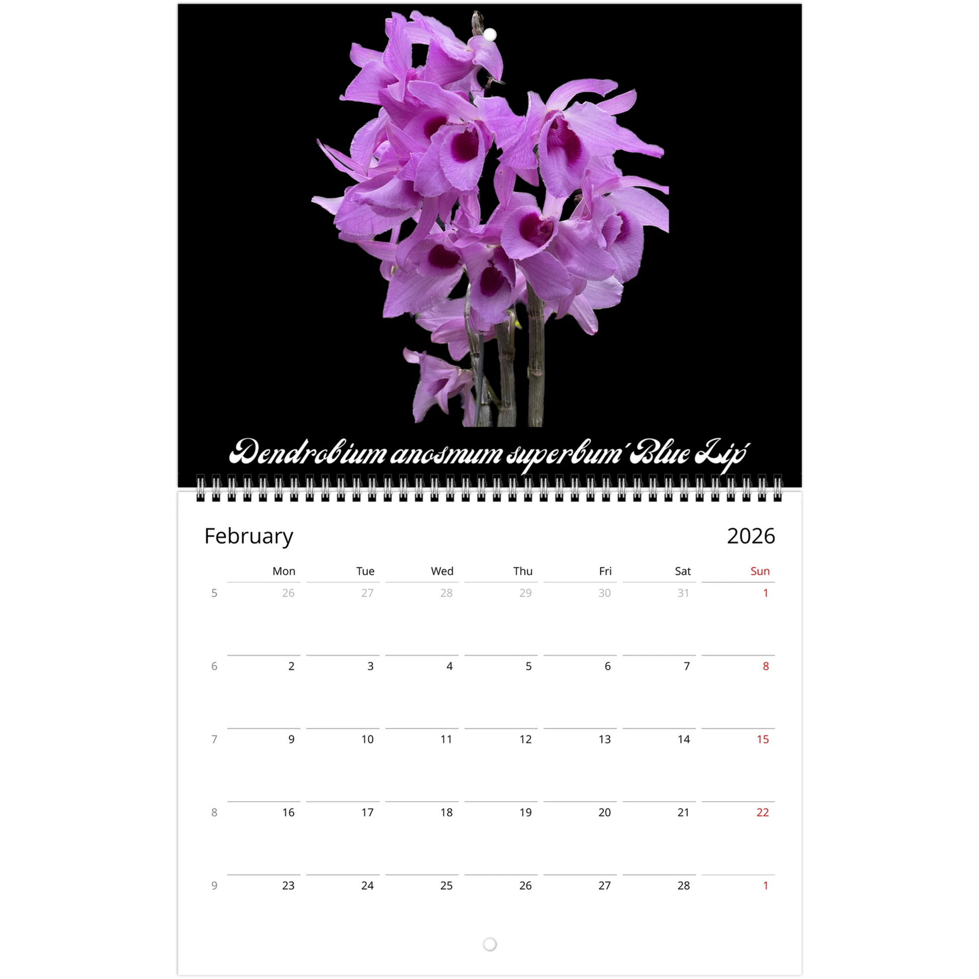 Species Orchids 2026 Wall Calendar (US & CA)