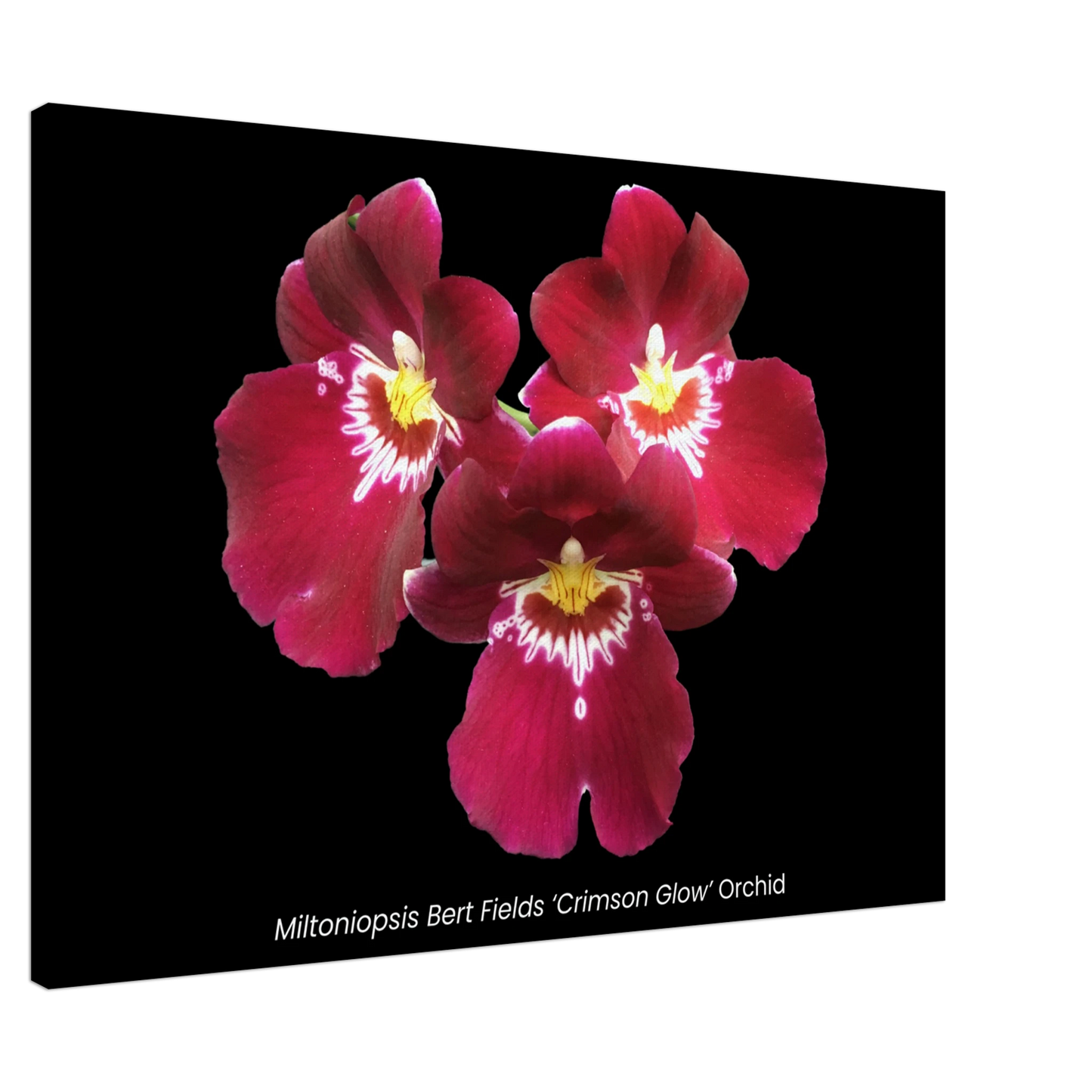 Miltoniopsis Bert Fields 'Crimson Glow' Orchid Canvas Print