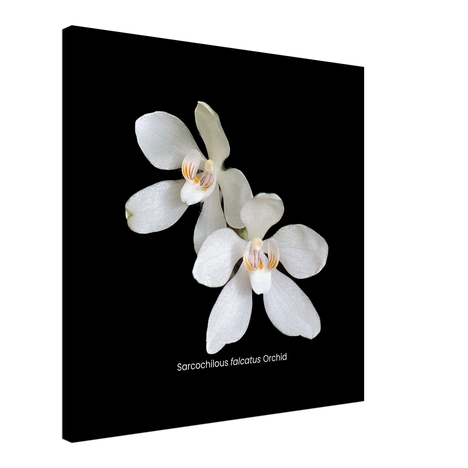 Sarcochilous falcatus Orchid Canvas Print