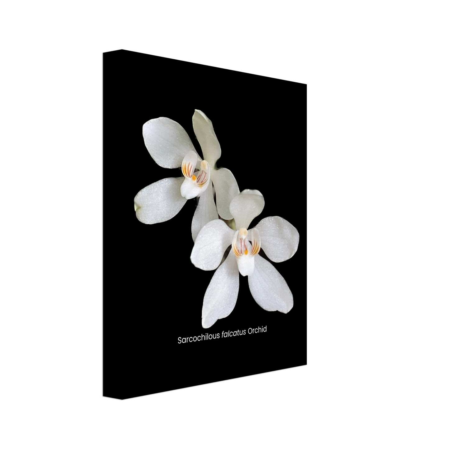 Sarcochilous falcatus Orchid Canvas Print