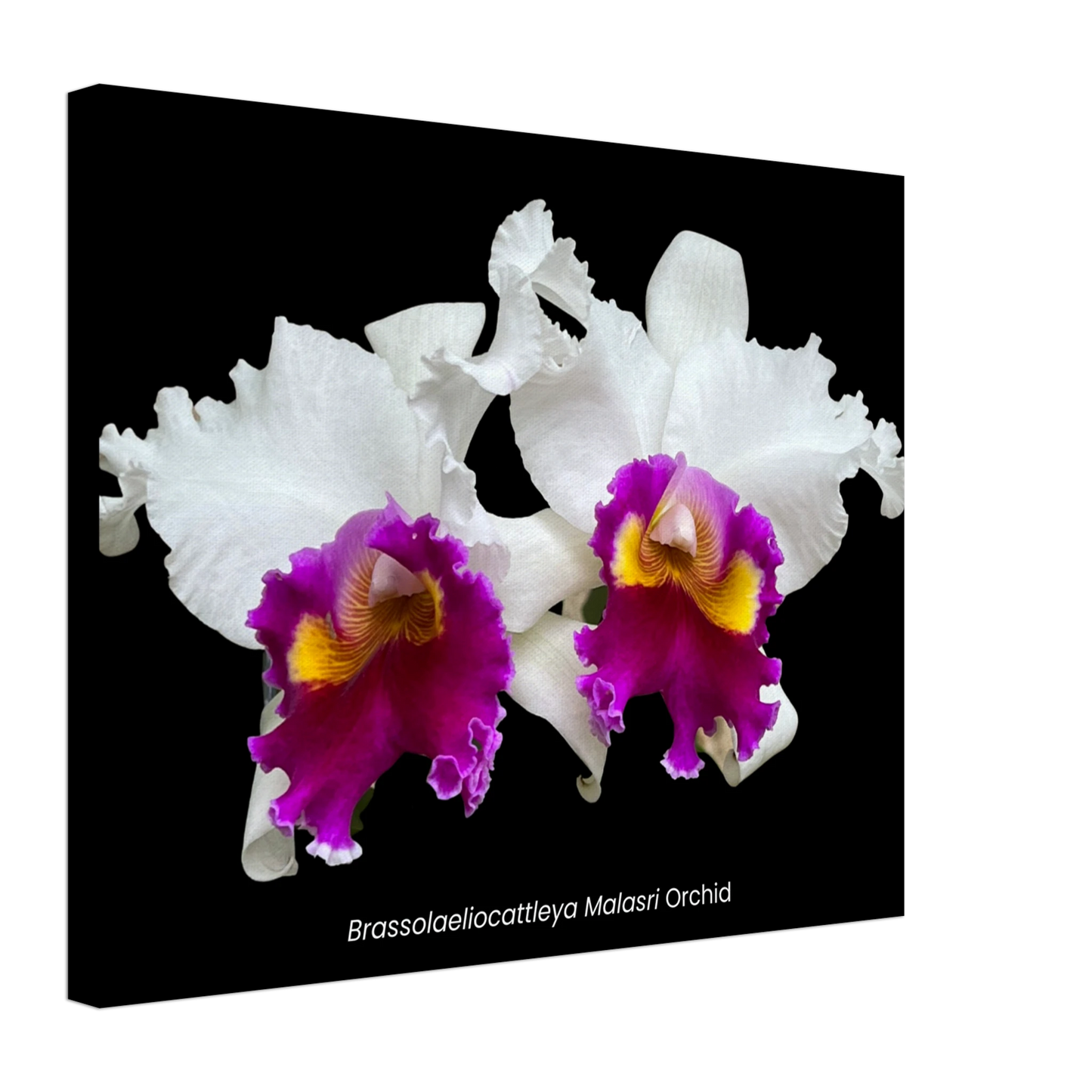 Brassolaeliocattleya Malasri Orchid Canvas Print