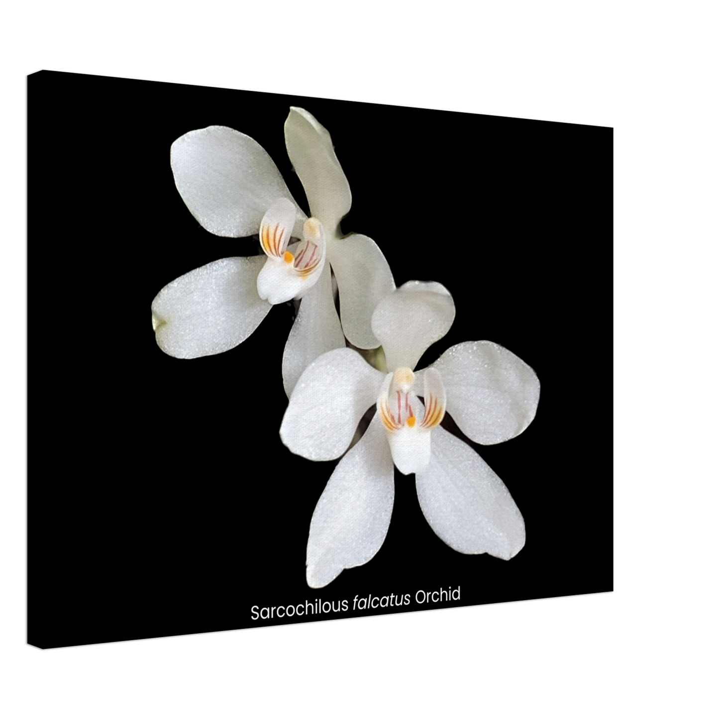 Sarcochilous falcatus Orchid Canvas Print