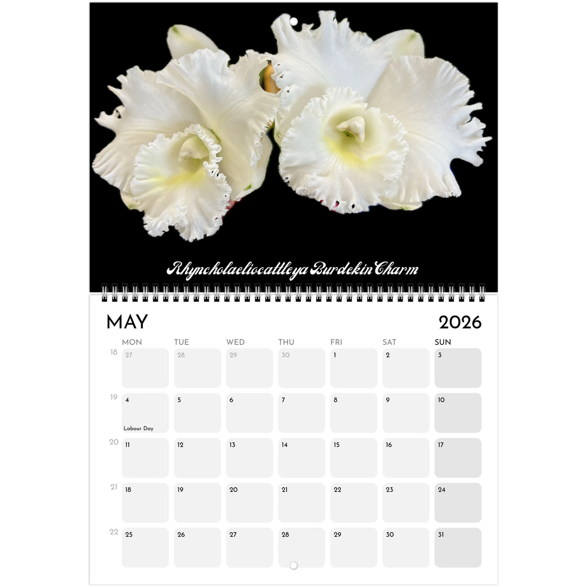 "Catts" In Black 2026 Calendar